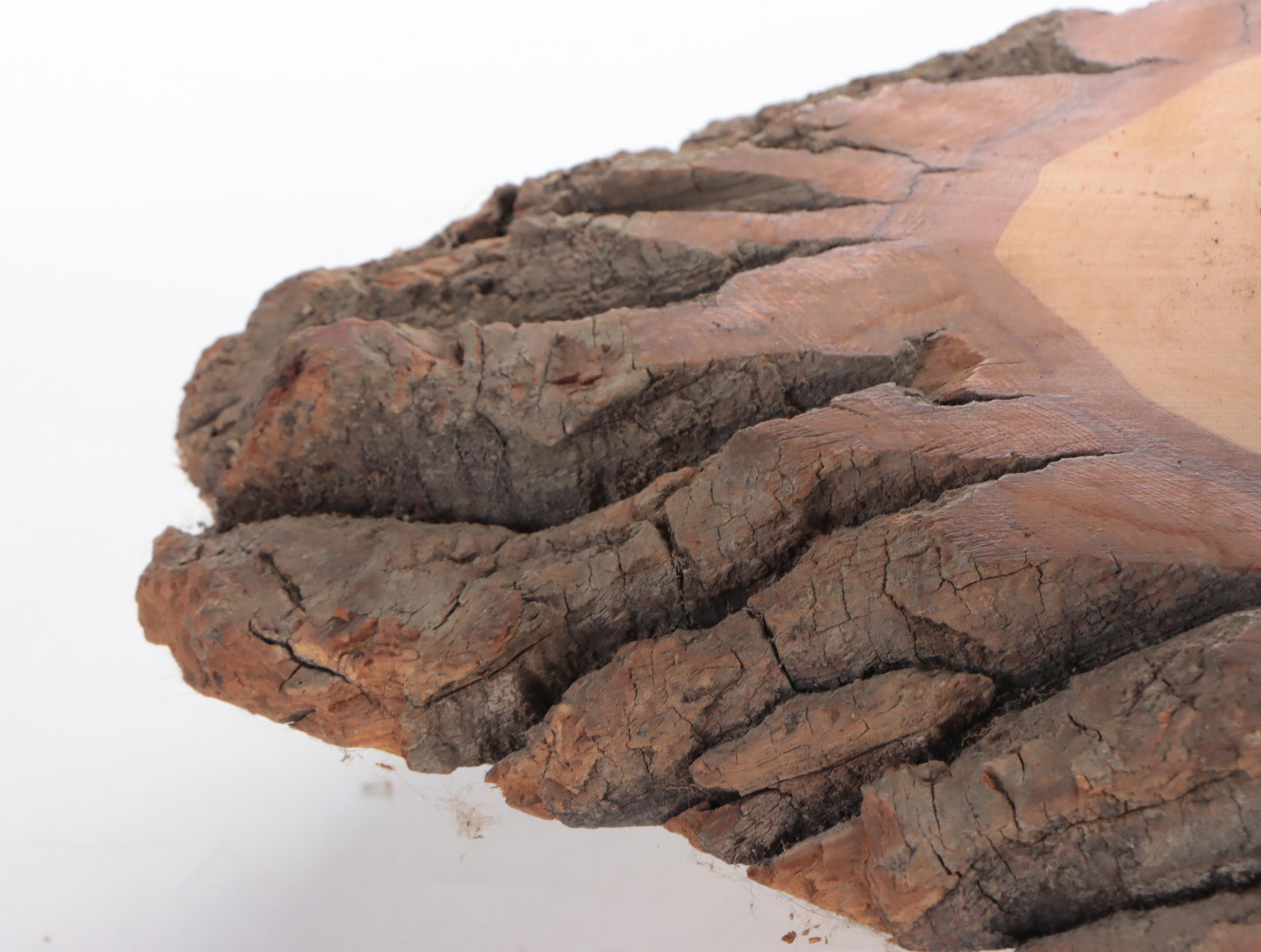 Taxidermy Coyote Full Body Mount