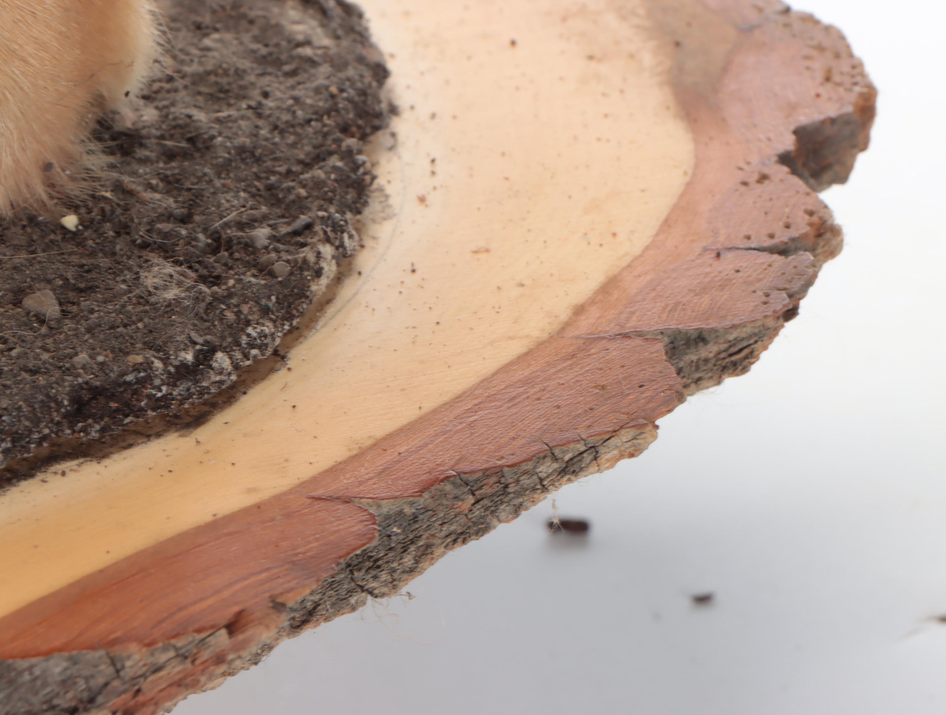 Taxidermy Coyote Full Body Mount