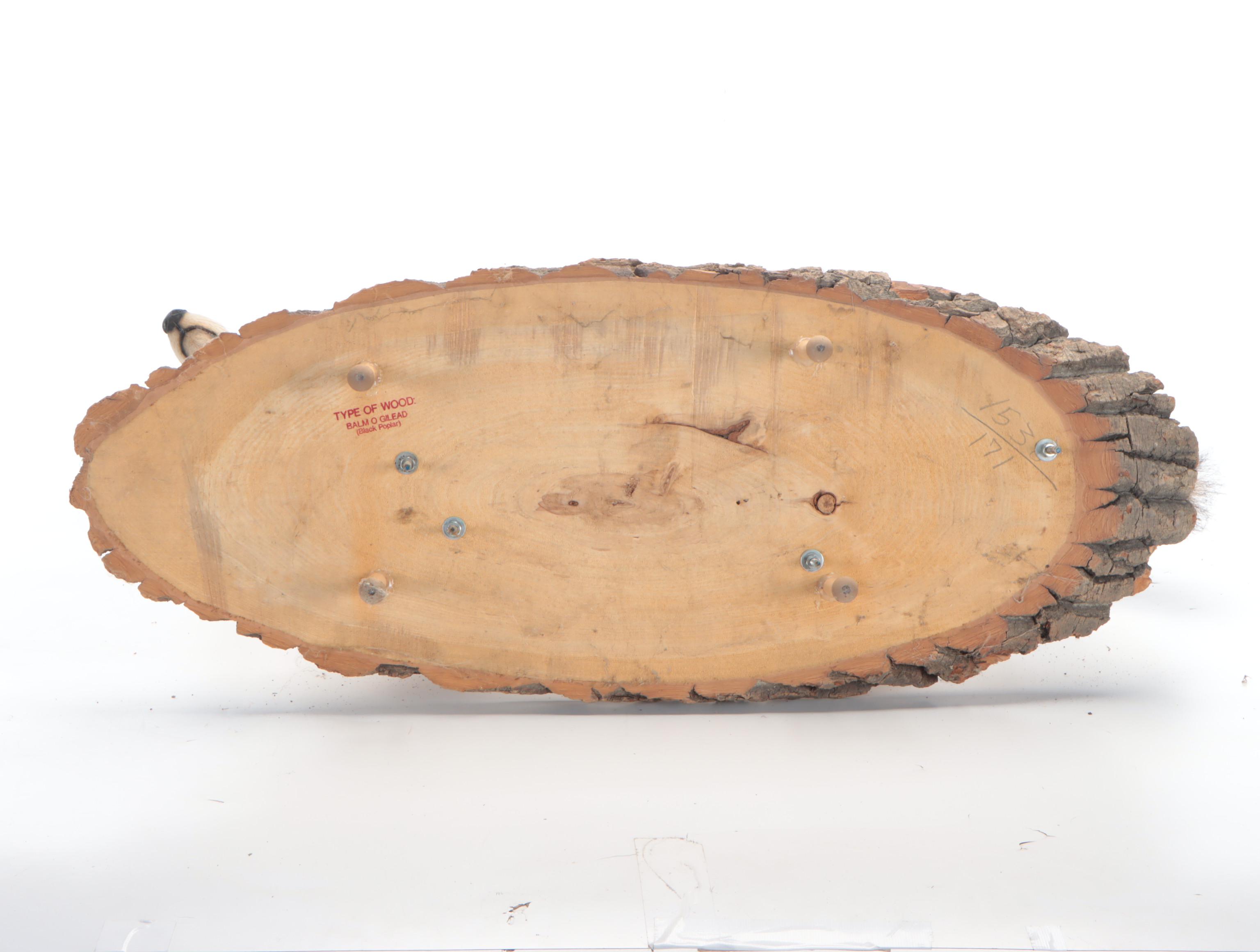 Taxidermy Coyote Full Body Mount