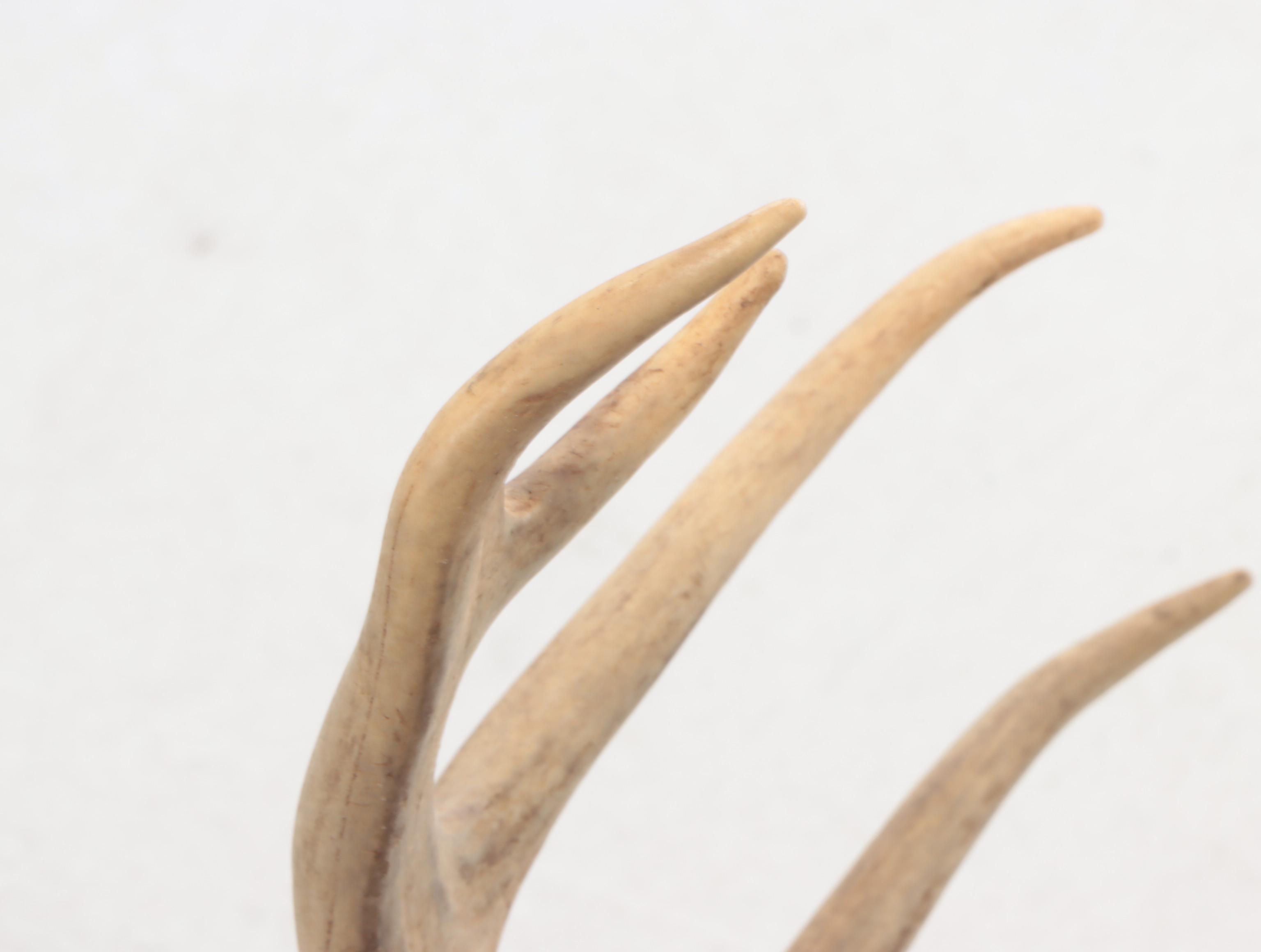 Taxidermy Mule Deer Shoulder Mount