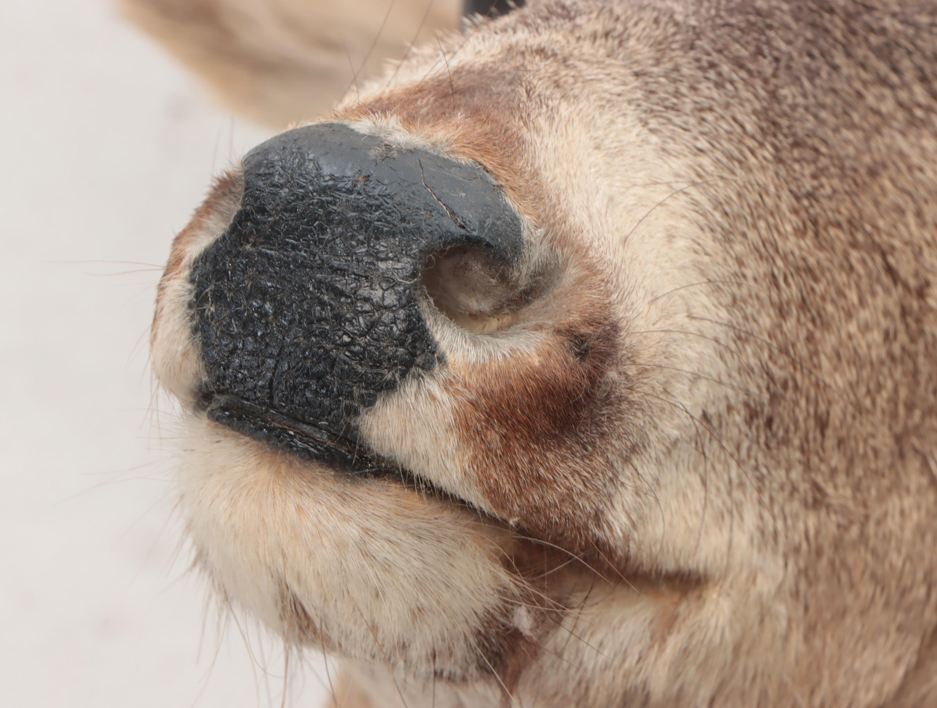 Taxidermy Mule Deer Shoulder Mount