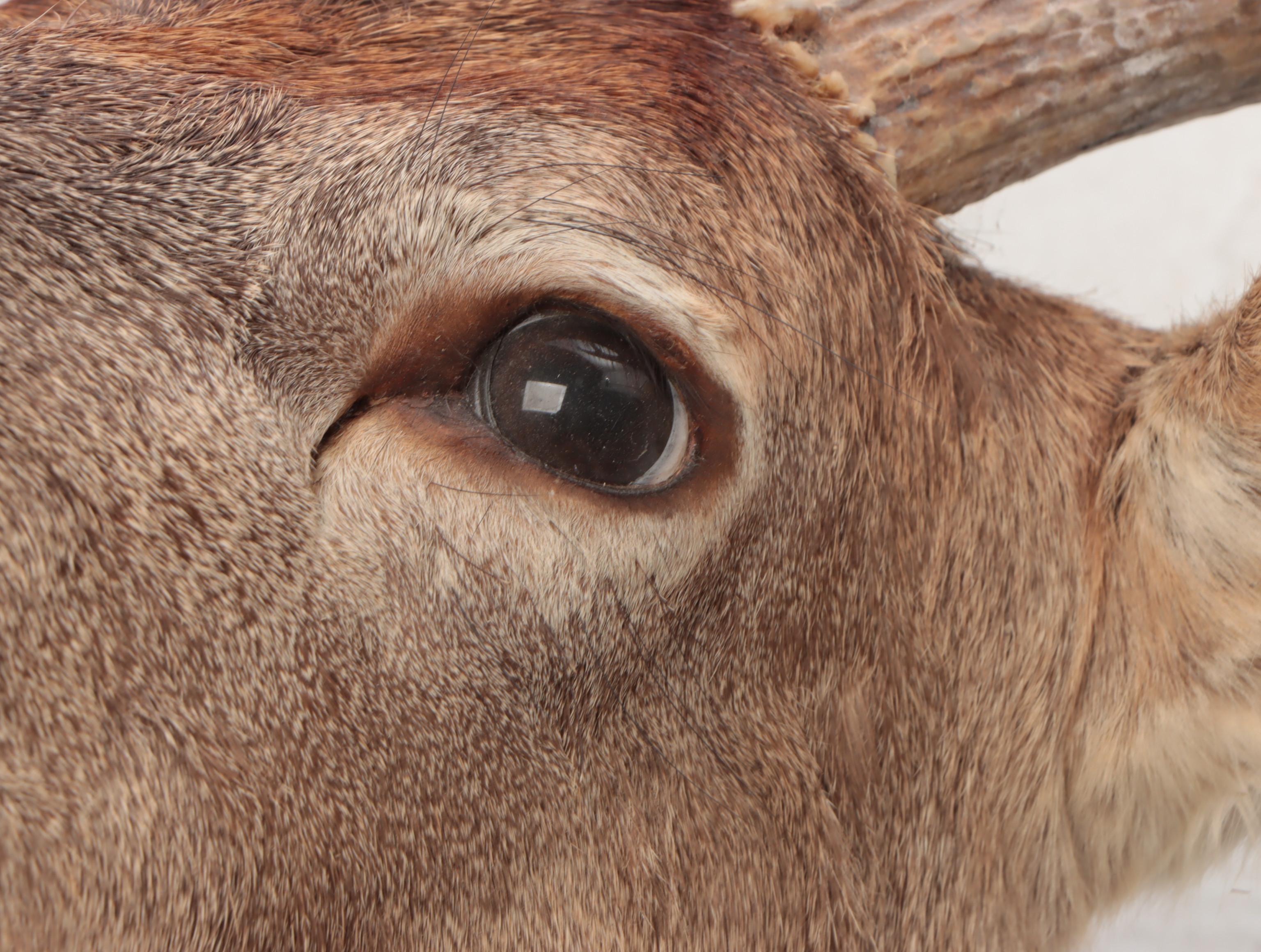 Taxidermy Mule Deer Shoulder Mount
