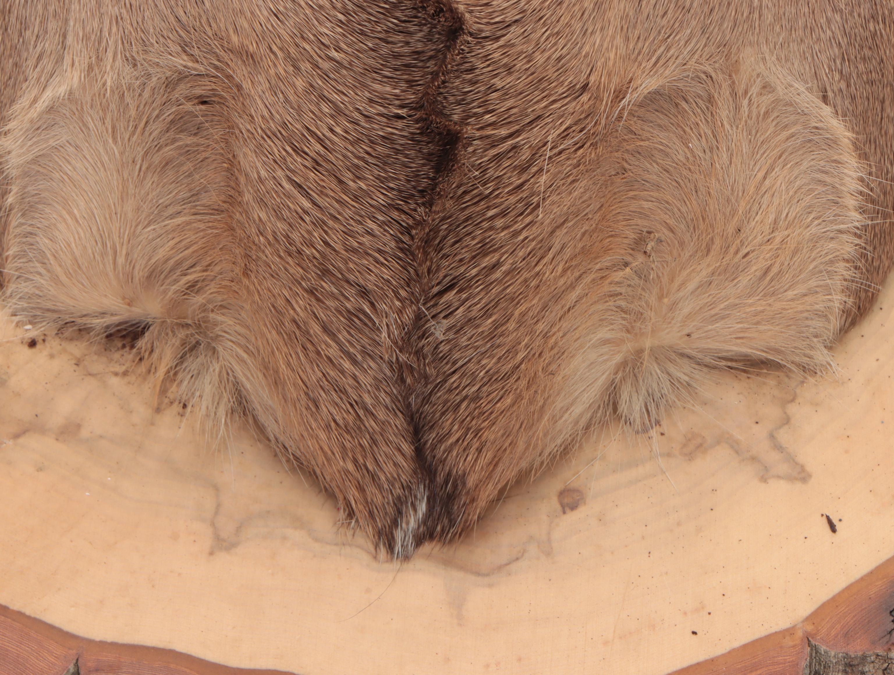 Taxidermy Mule Deer Shoulder Mount