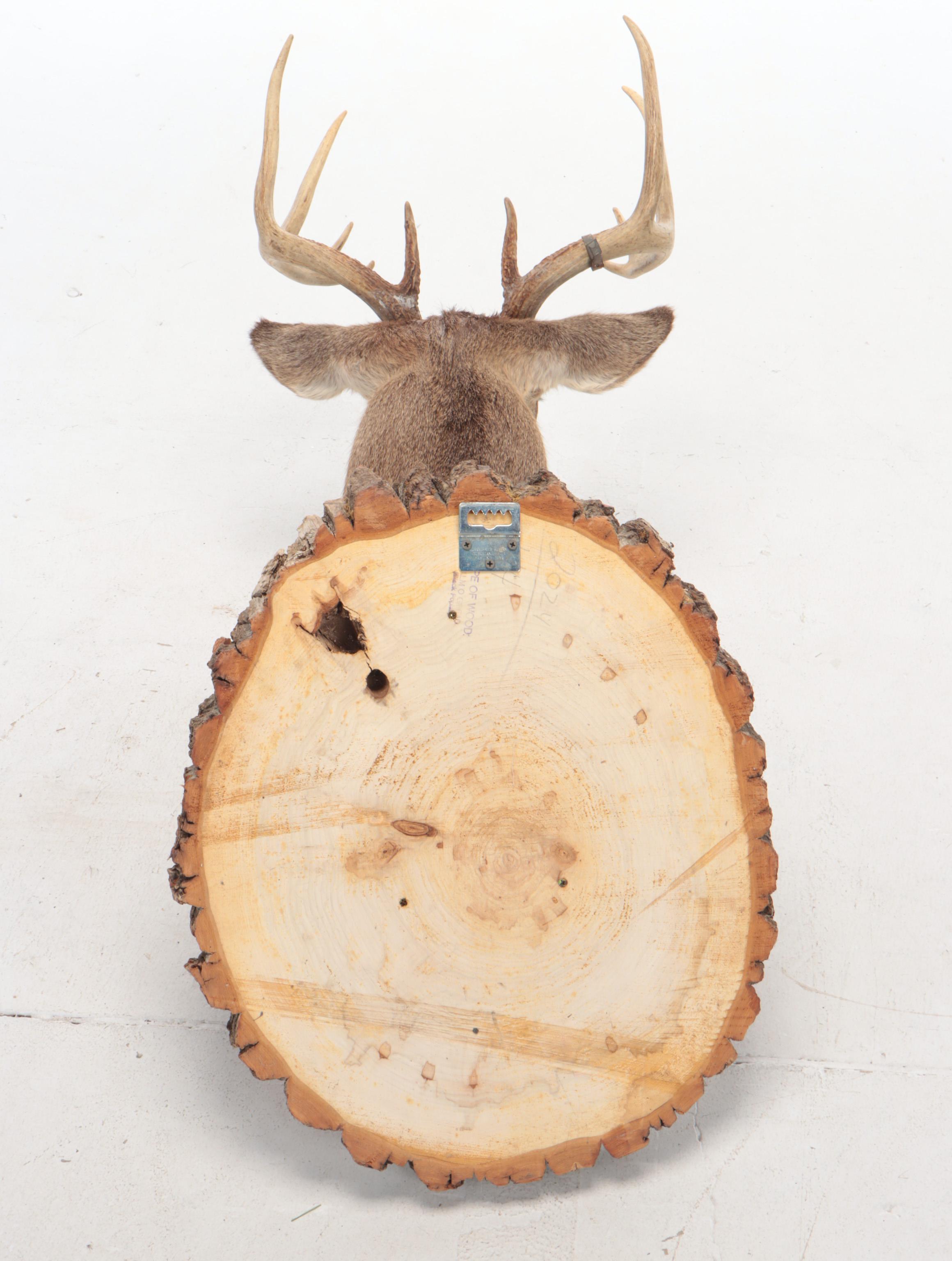 Taxidermy Mule Deer Shoulder Mount