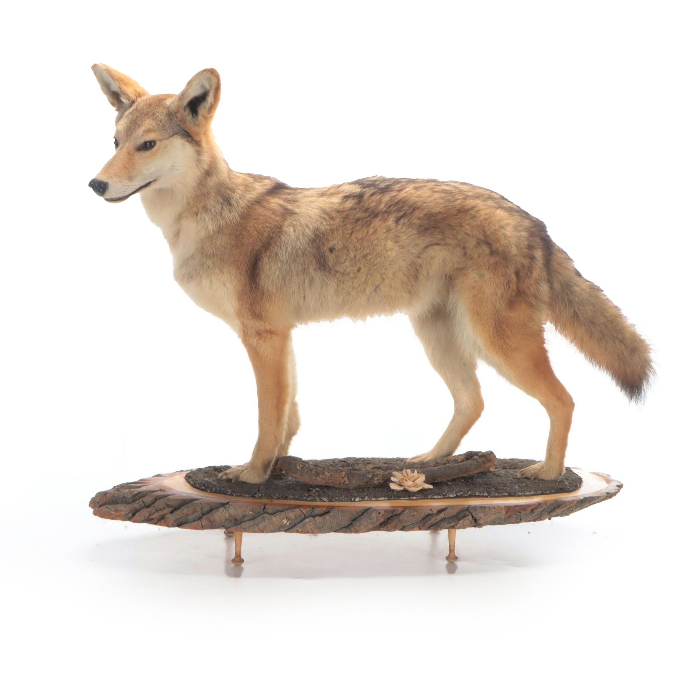 Taxidermy Coyote Full Body Mount