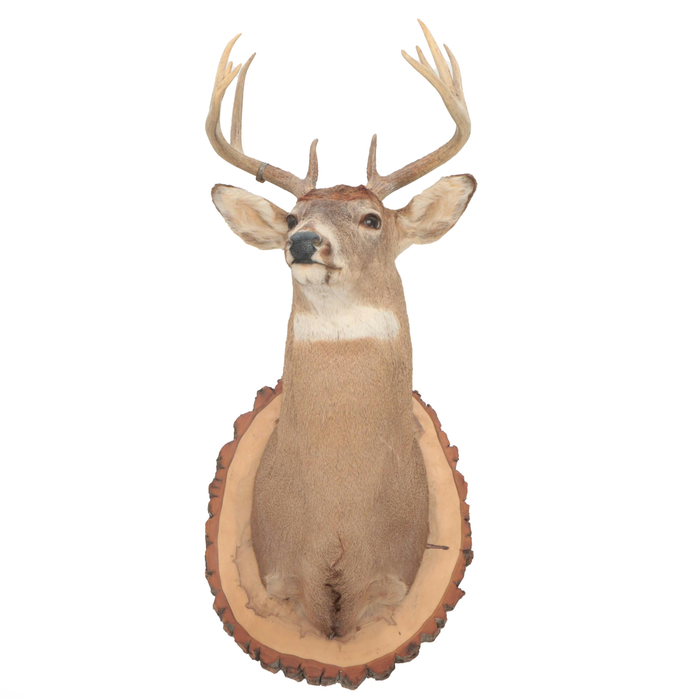 Taxidermy Mule Deer Shoulder Mount