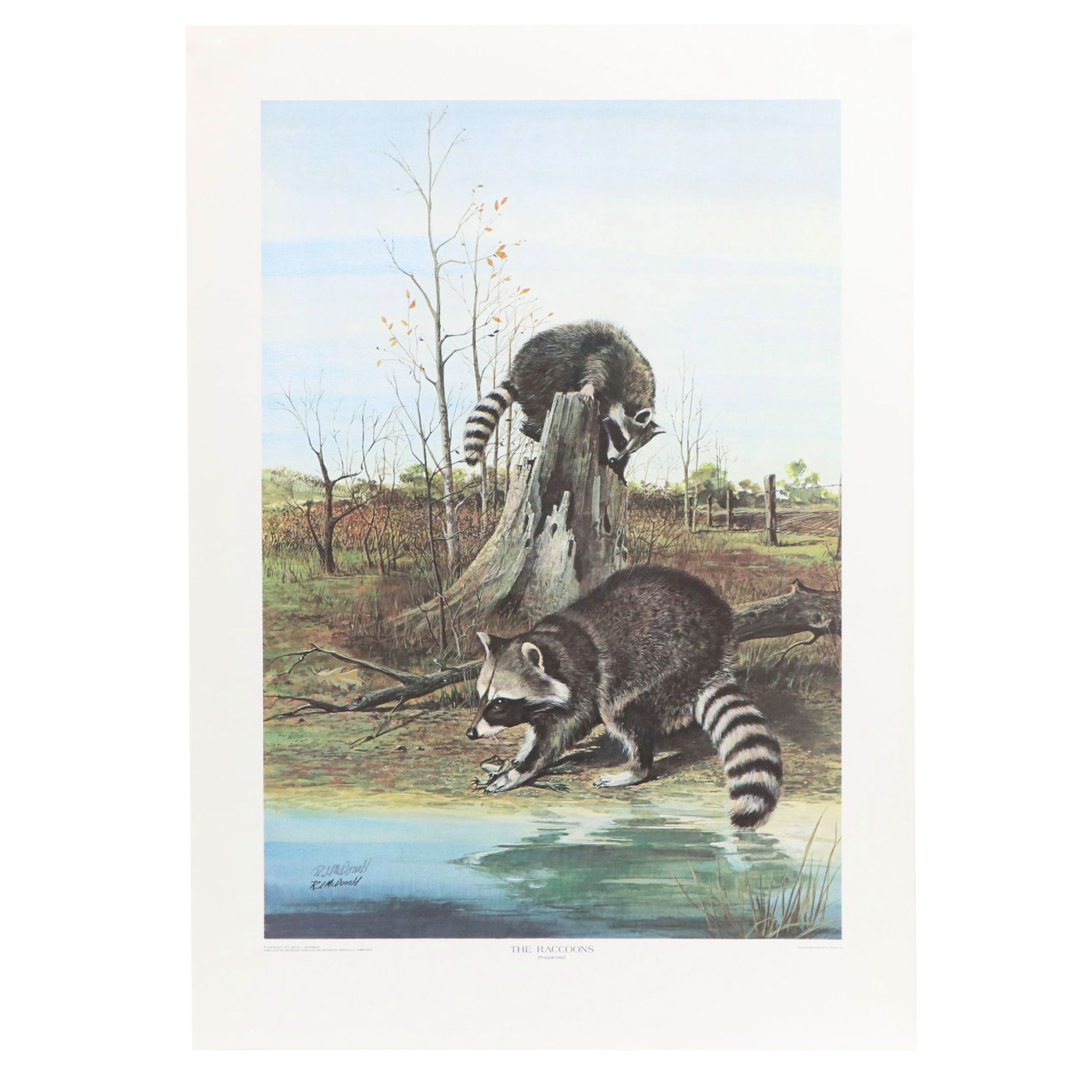 Ralph J. McDonald Offset Lithograph "The Raccoons"