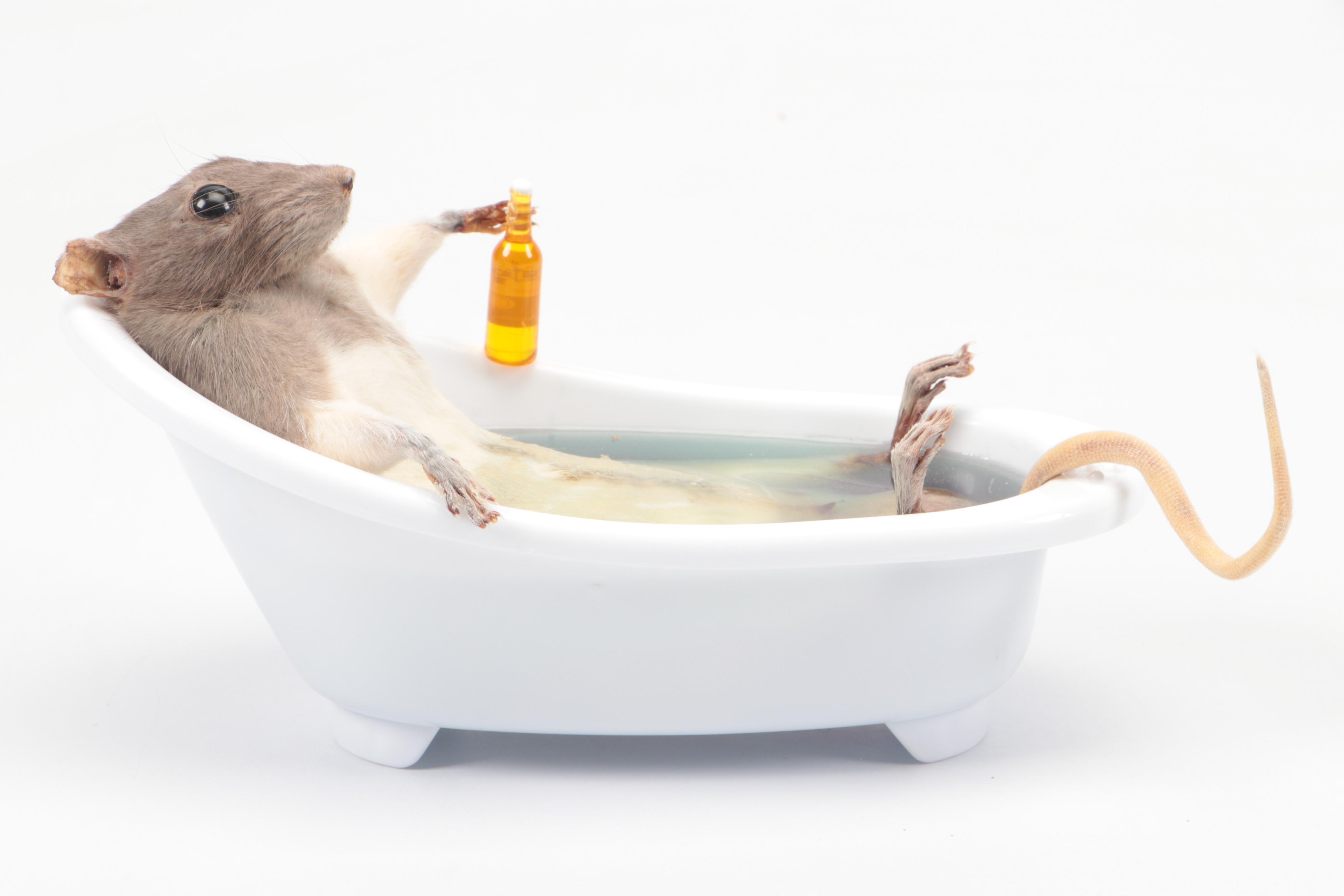 Charlie Morgan Taxidermy Rat Taking Bath Drinking Corona, 2024