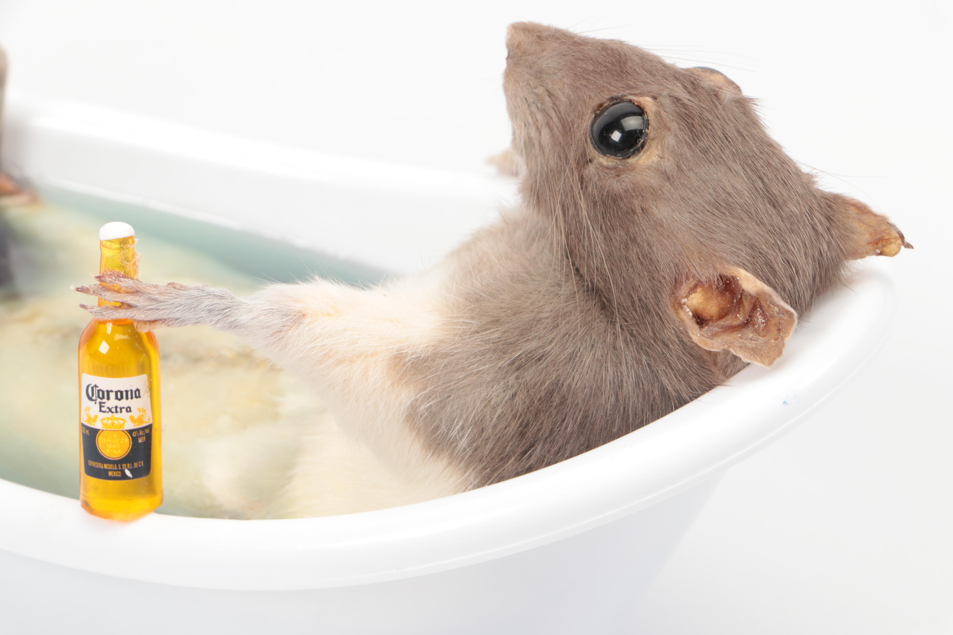 Charlie Morgan Taxidermy Rat Taking Bath Drinking Corona, 2024