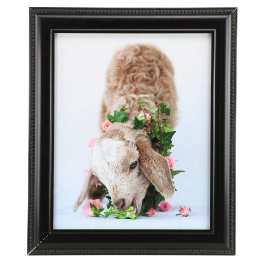 Giclée of Baby Goat, 21st Century