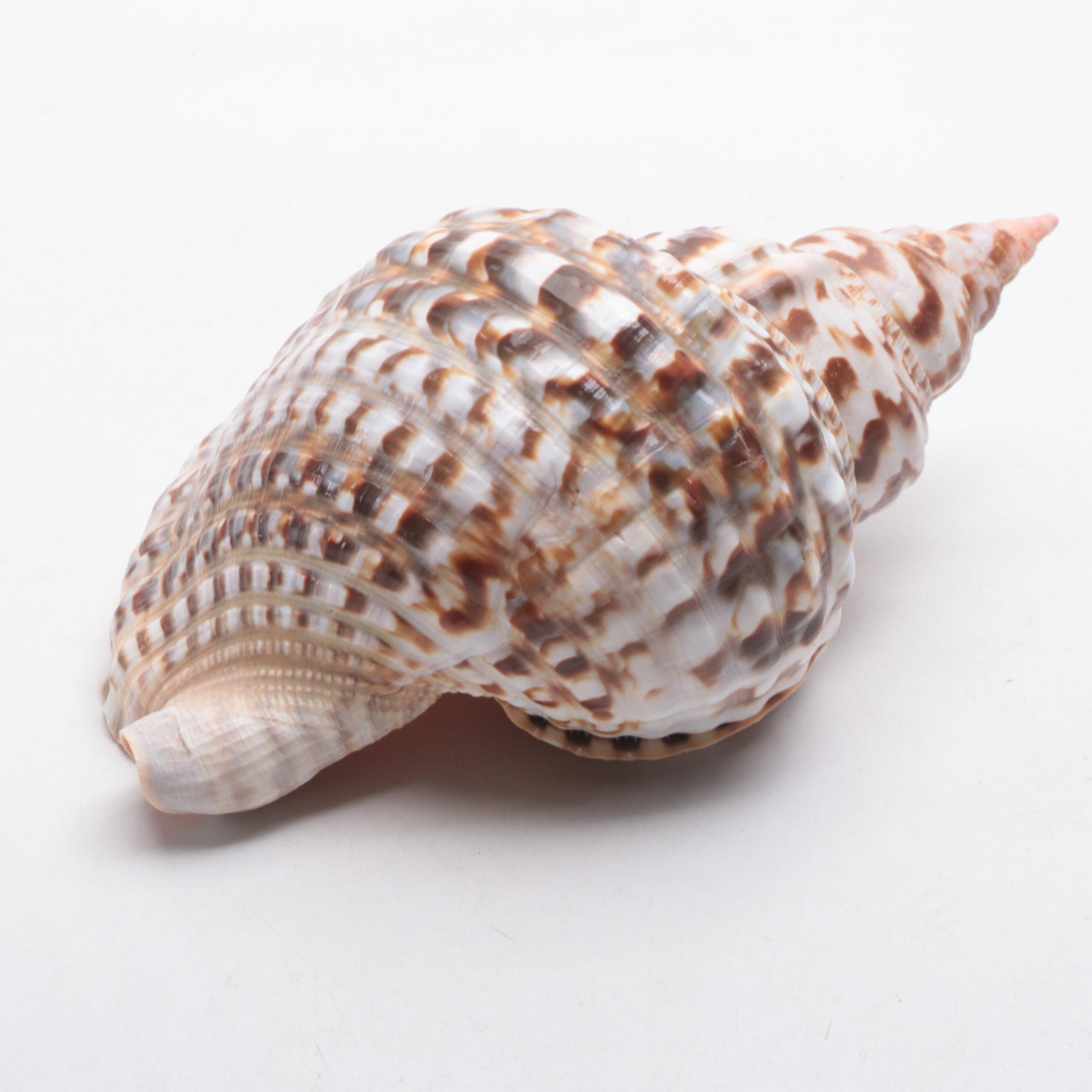 Large Atlantic Triton Trumpet Shell