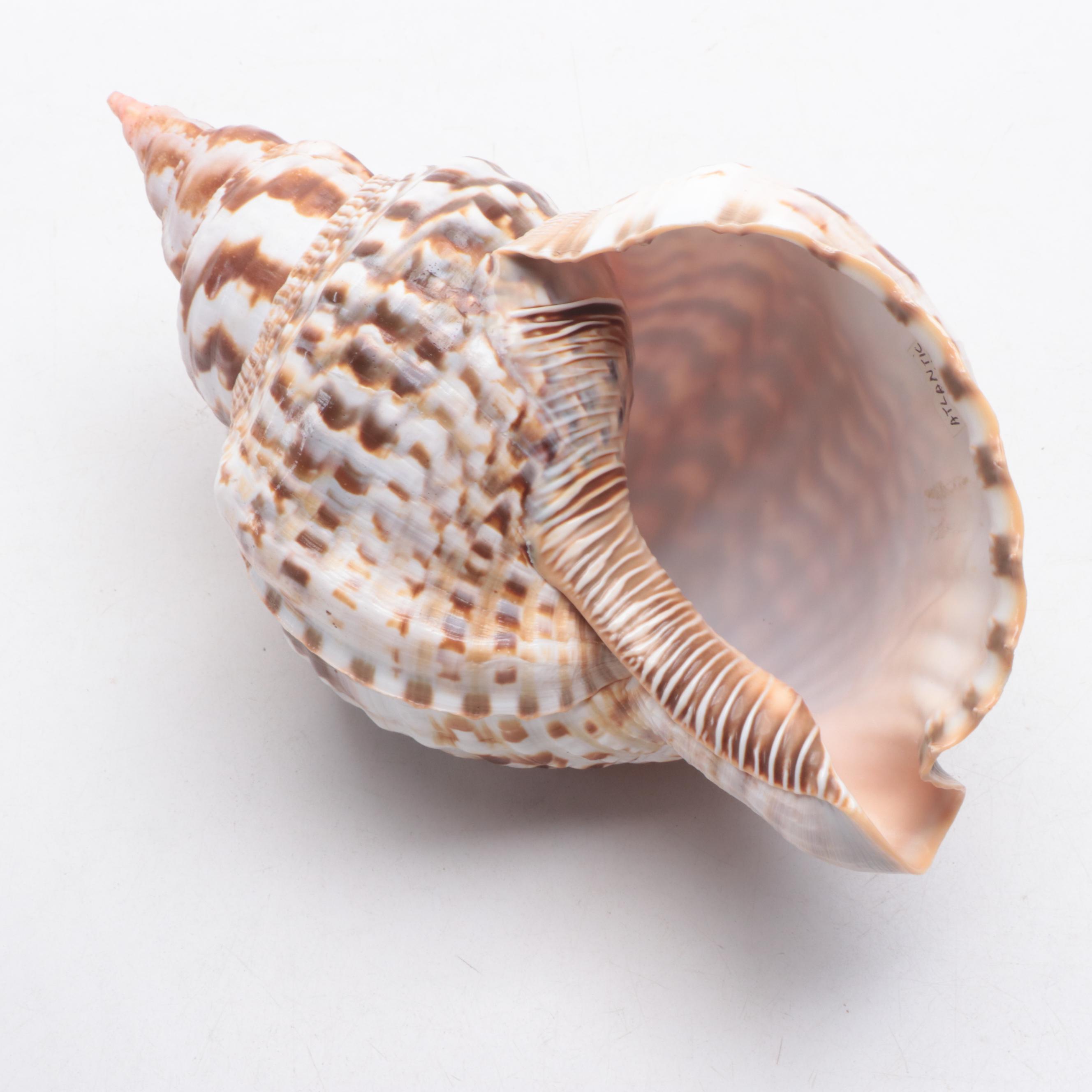 Large Atlantic Triton Trumpet Shell