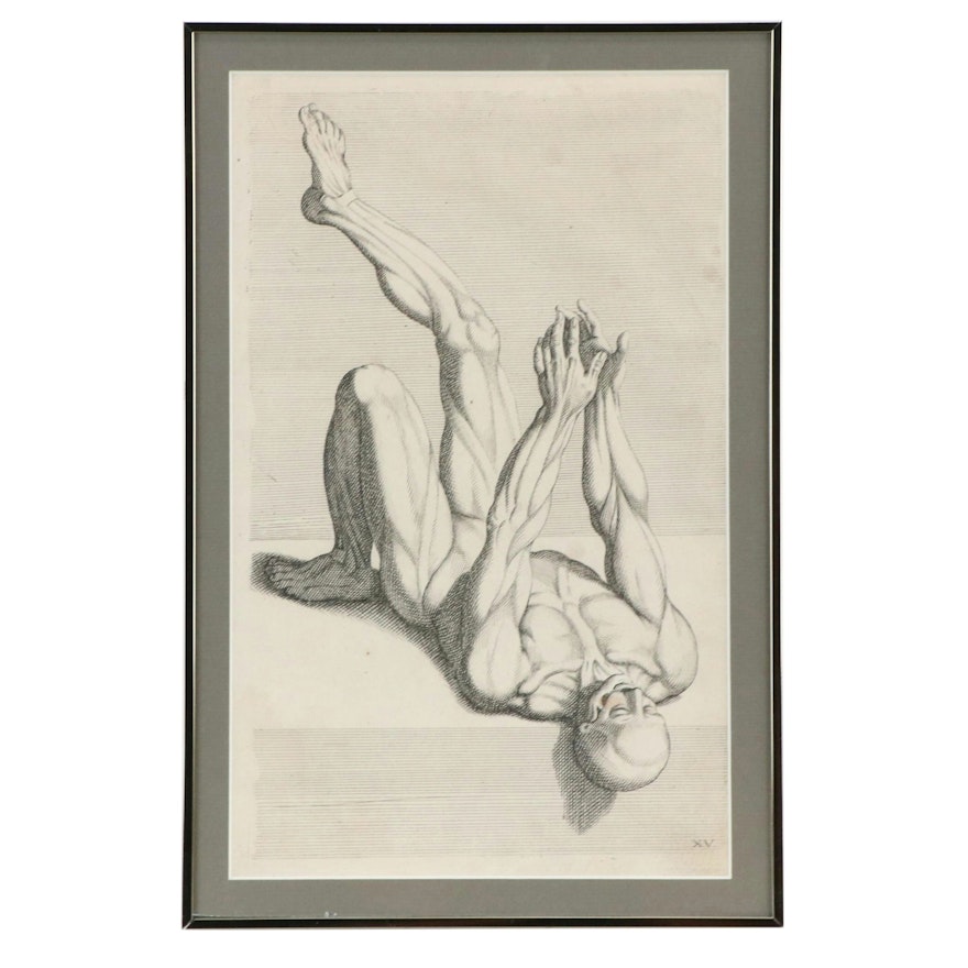Academic Anatomical Engraving, 18th Century