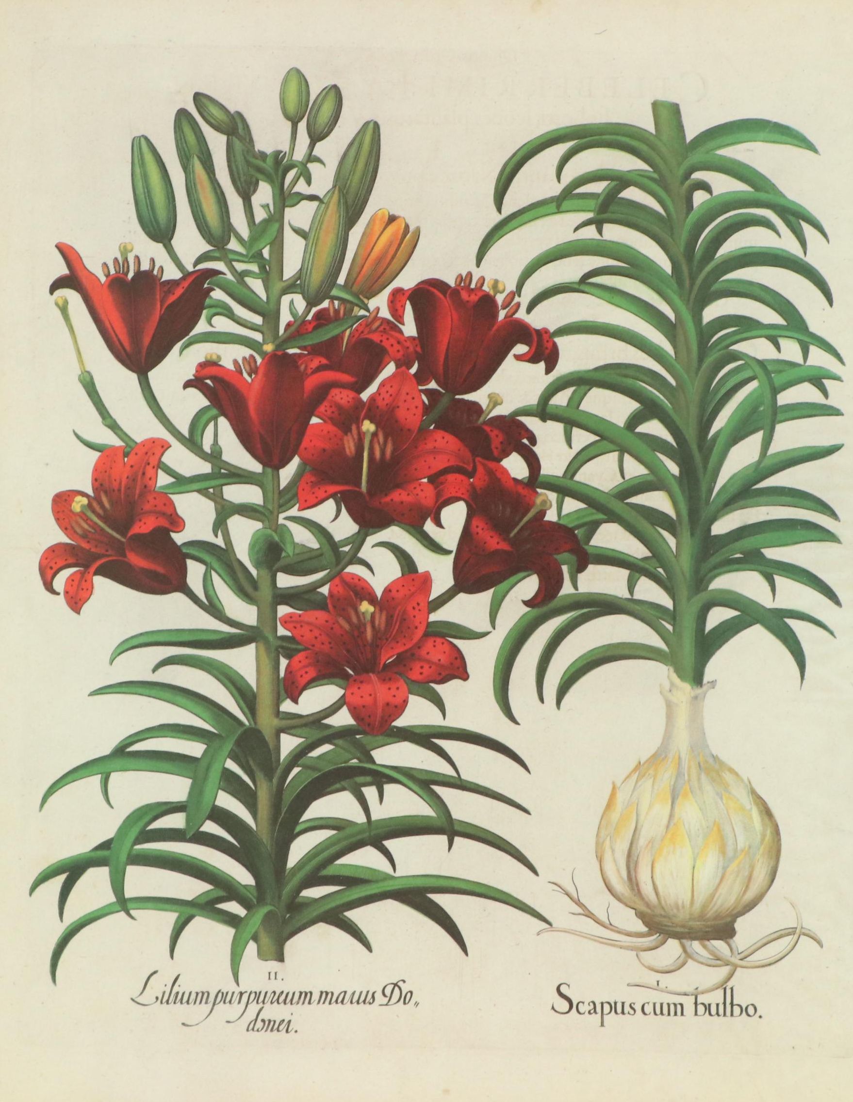 Nancy Ross Interiors Offset Lithograph "Floral I"