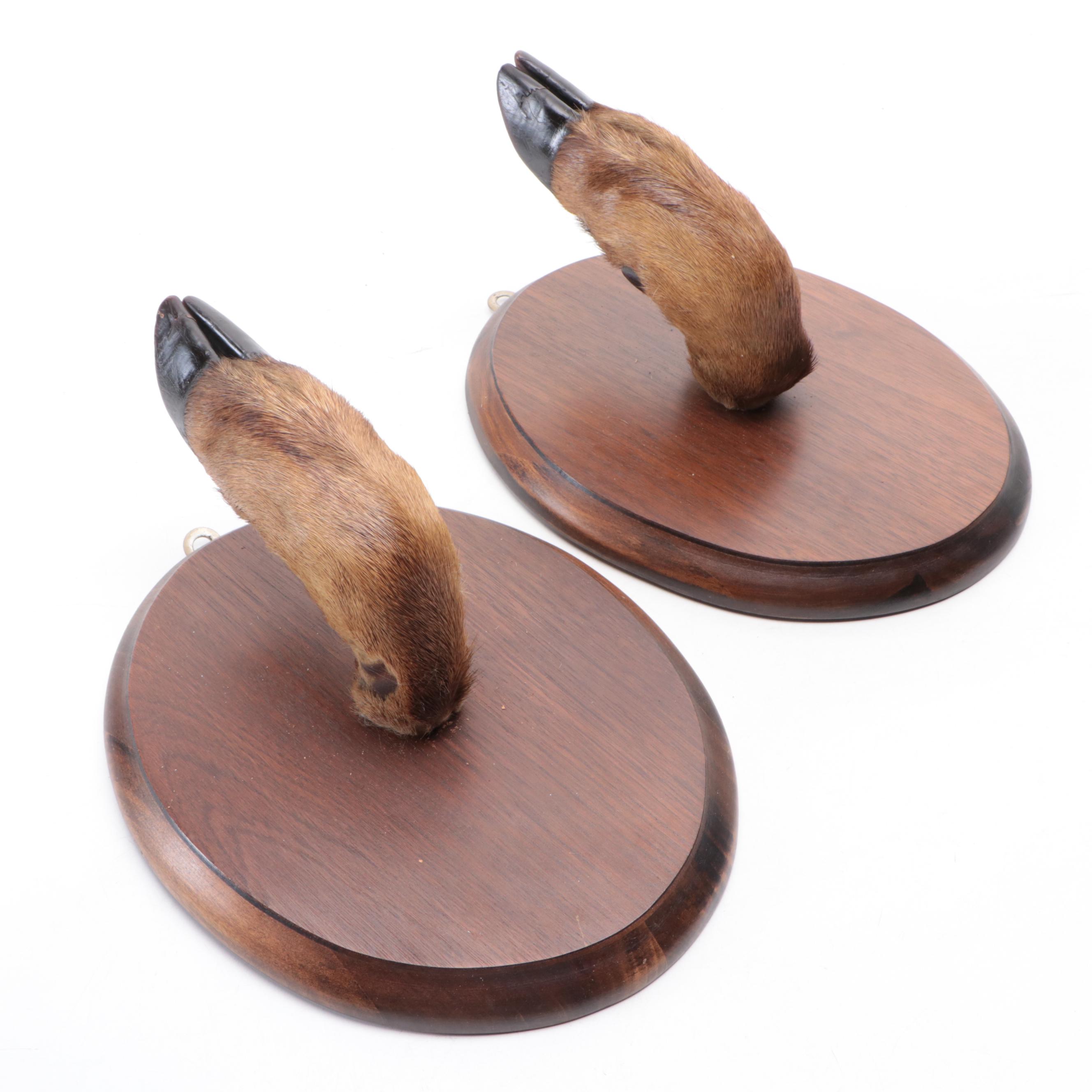 Pair of Taxidermy Deer Hoof Hooks on Oval Wood Plaques