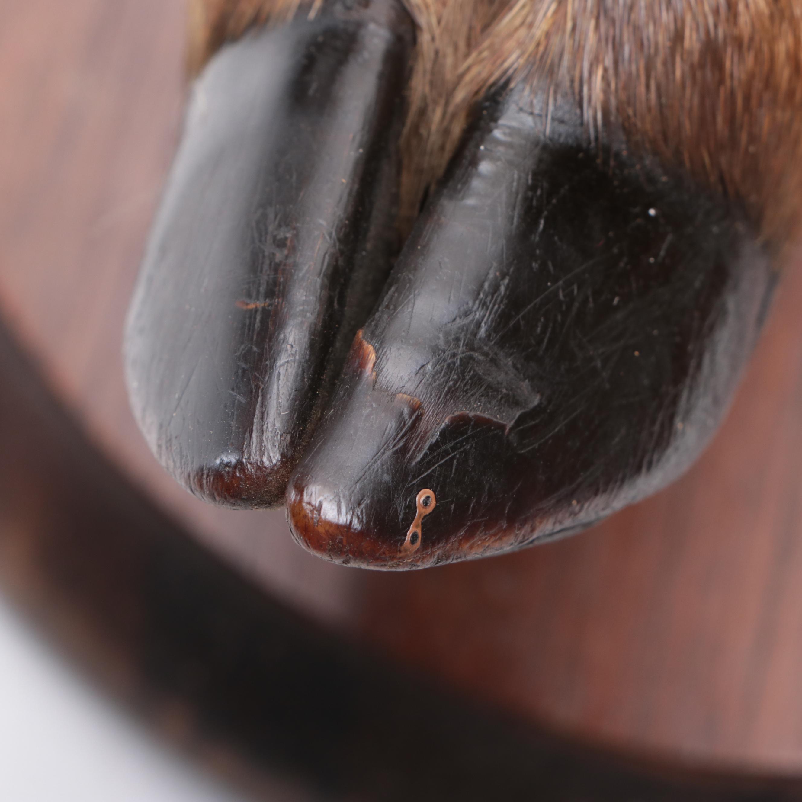 Pair of Taxidermy Deer Hoof Hooks on Oval Wood Plaques