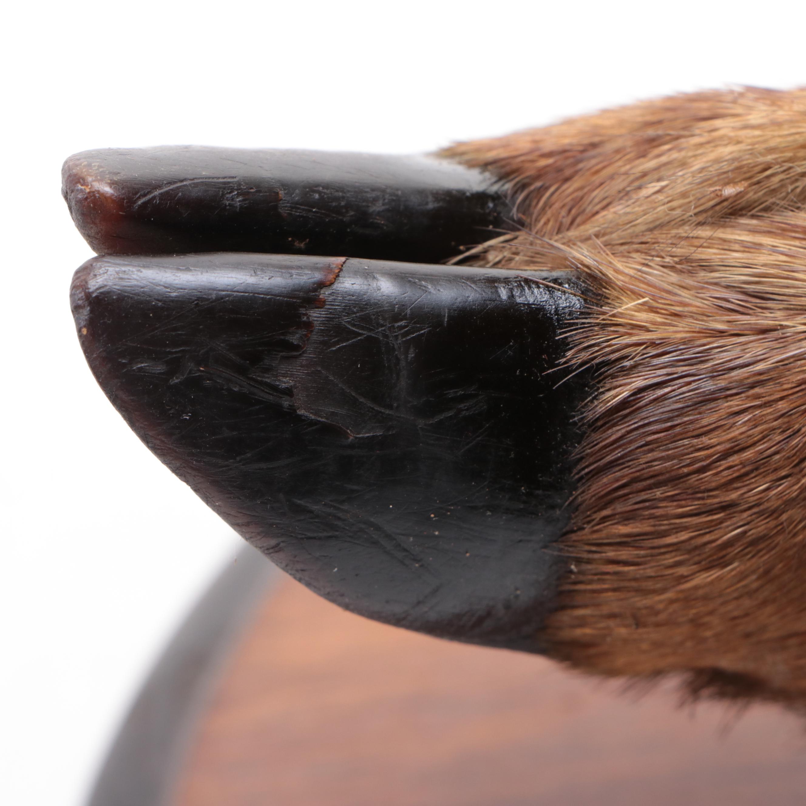 Pair of Taxidermy Deer Hoof Hooks on Oval Wood Plaques