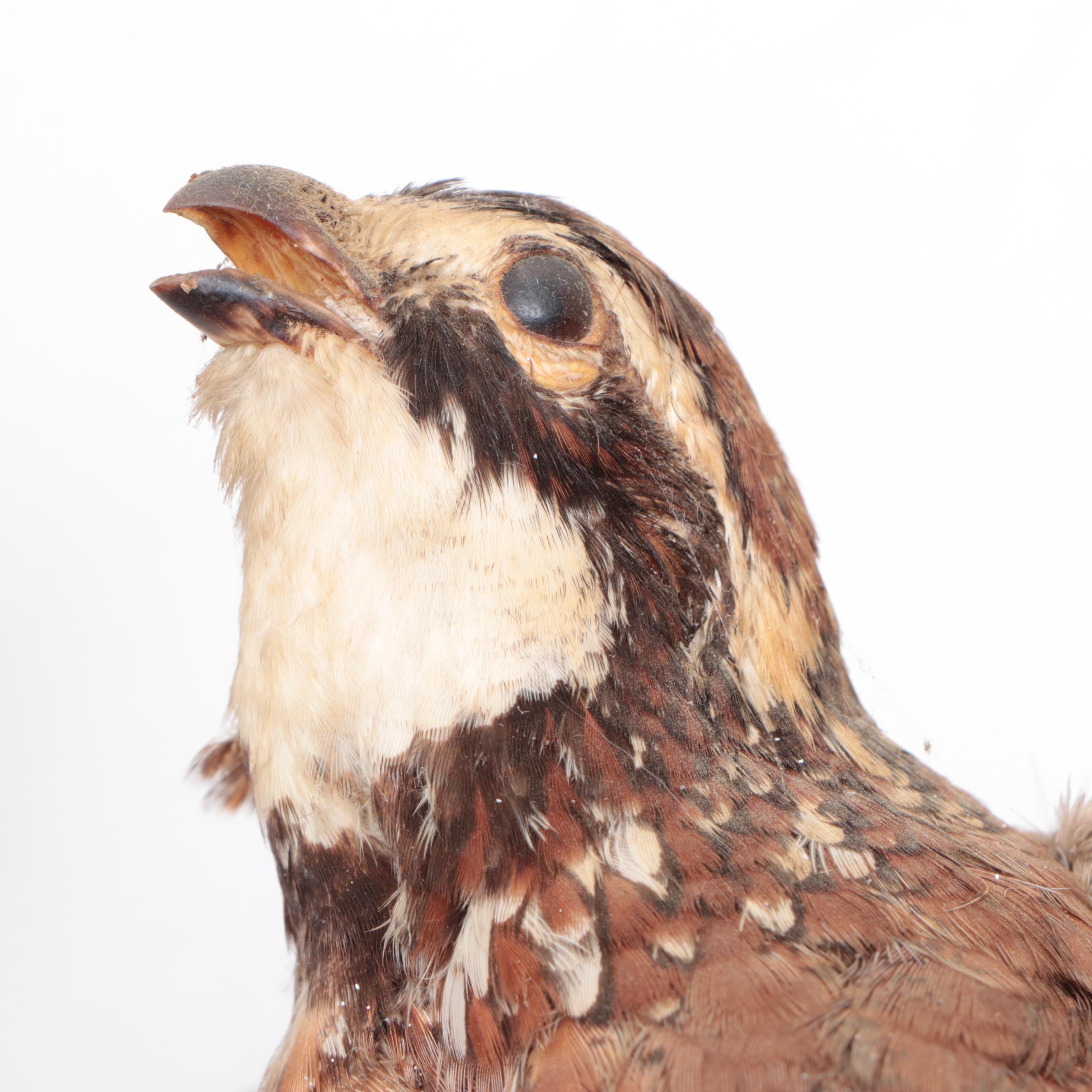 Pair of Taxidermy Northern Bobwhite Quail Full Body Mounts on Wooden Plaques