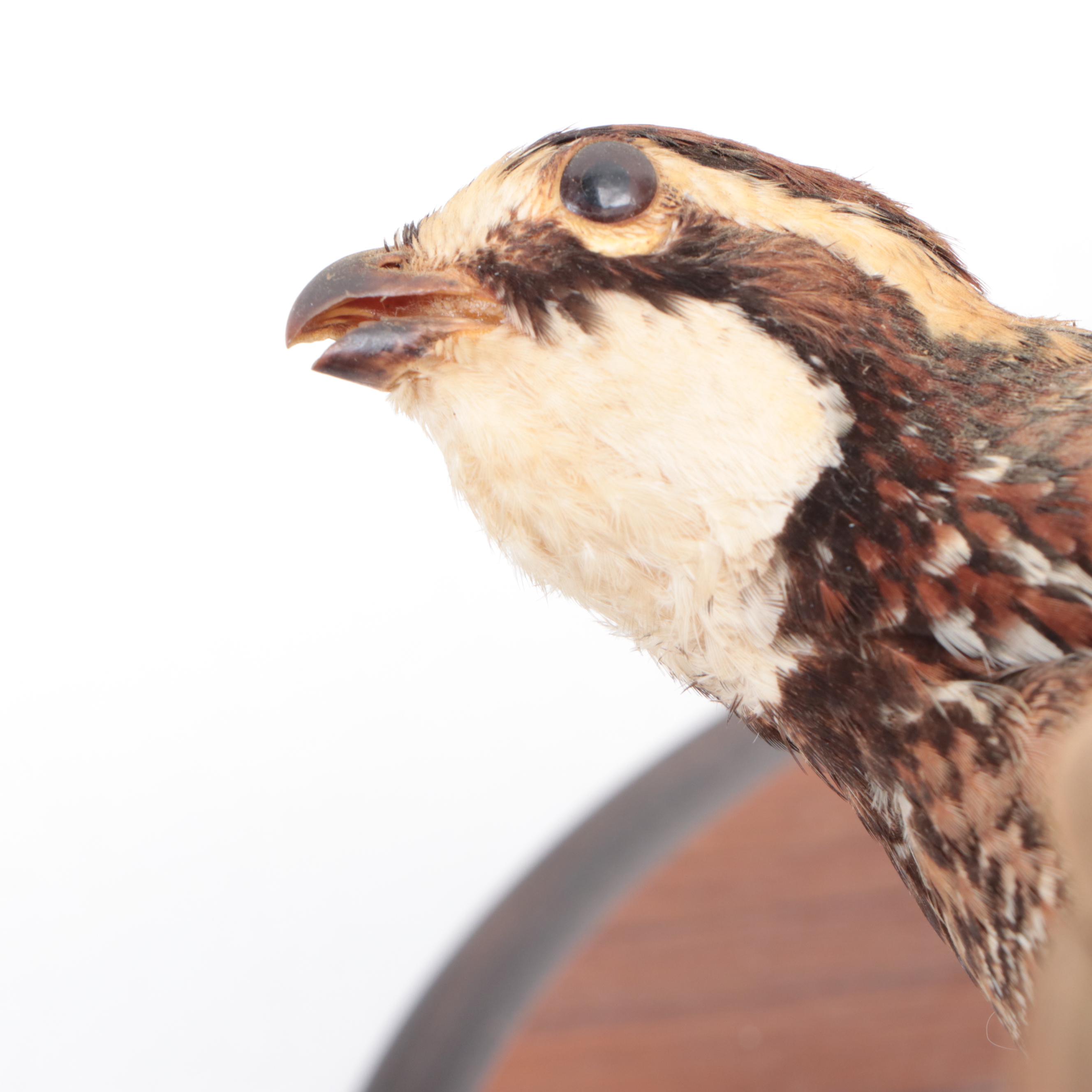 Pair of Taxidermy Northern Bobwhite Quail Full Body Mounts on Wooden Plaques