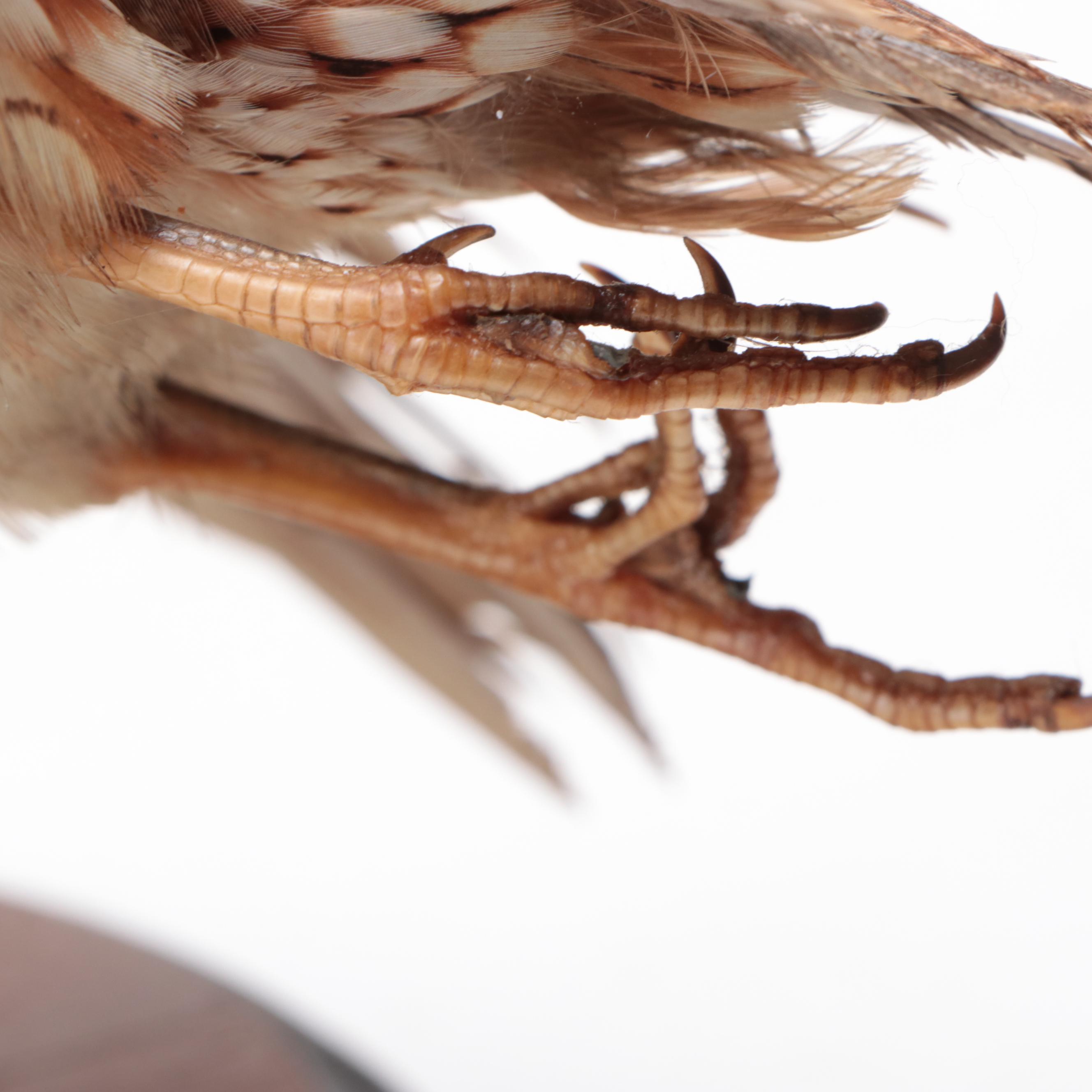 Pair of Taxidermy Northern Bobwhite Quail Full Body Mounts on Wooden Plaques