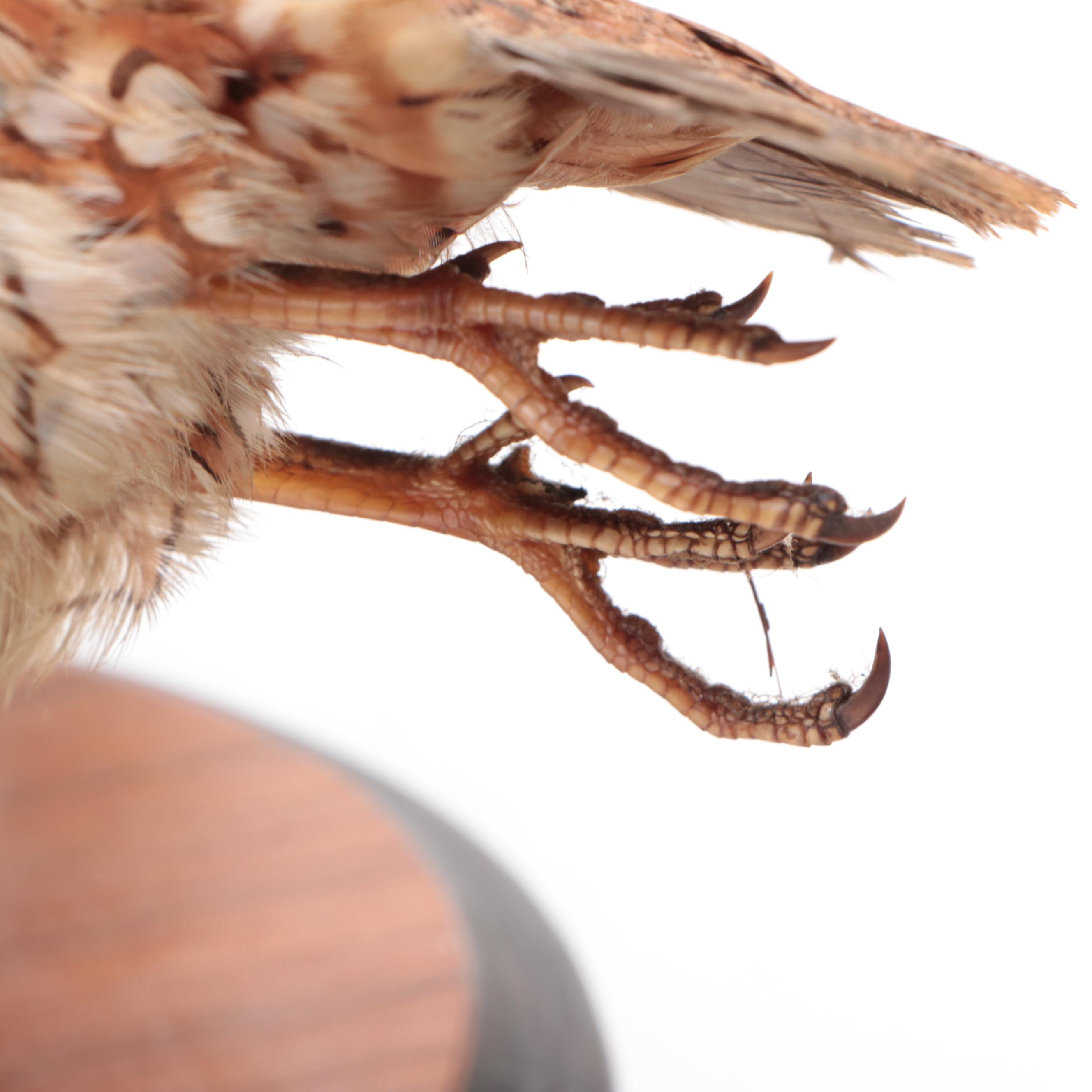 Pair of Taxidermy Northern Bobwhite Quail Full Body Mounts on Wooden Plaques