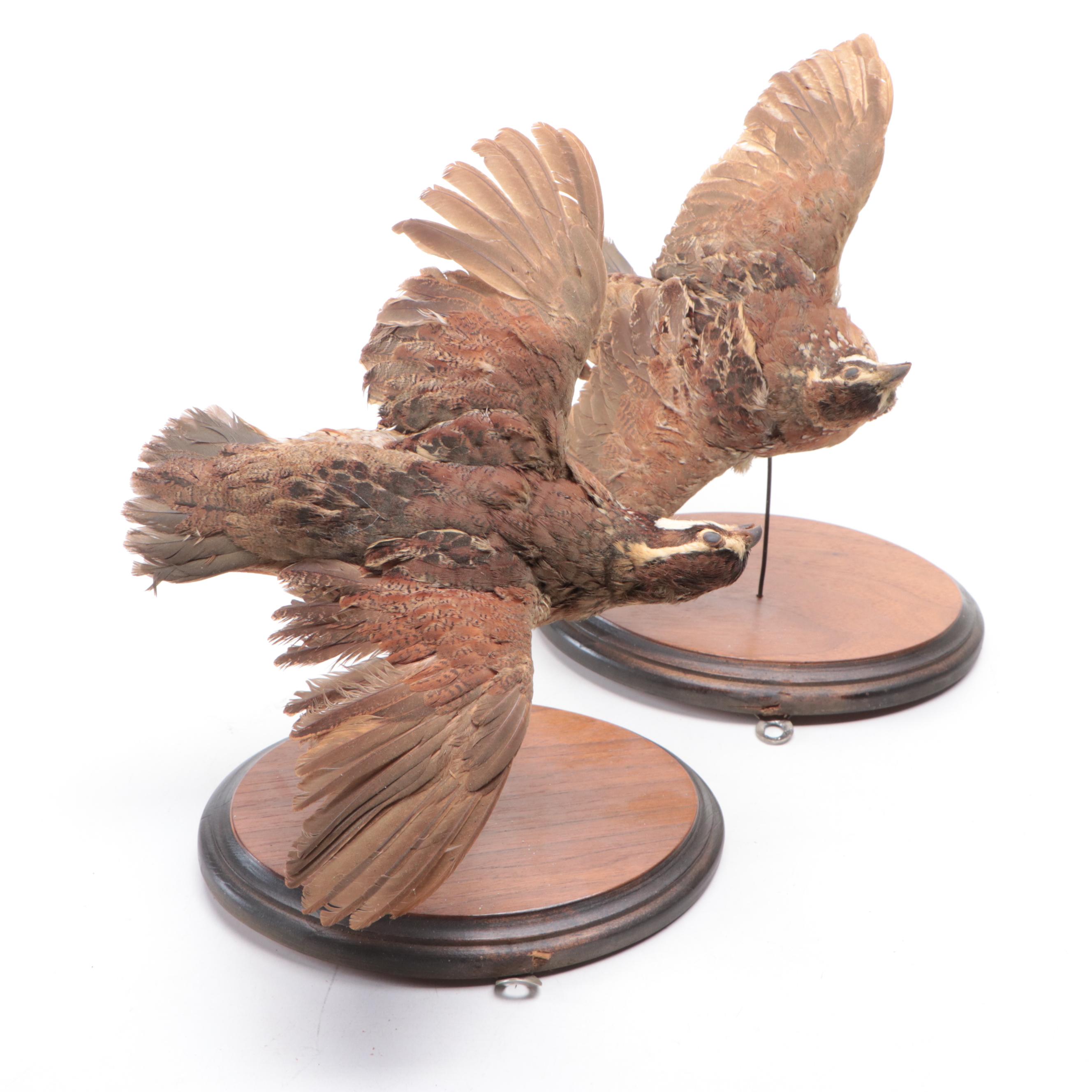 Pair of Taxidermy Northern Bobwhite Quail Full Body Mounts on Wooden Plaques