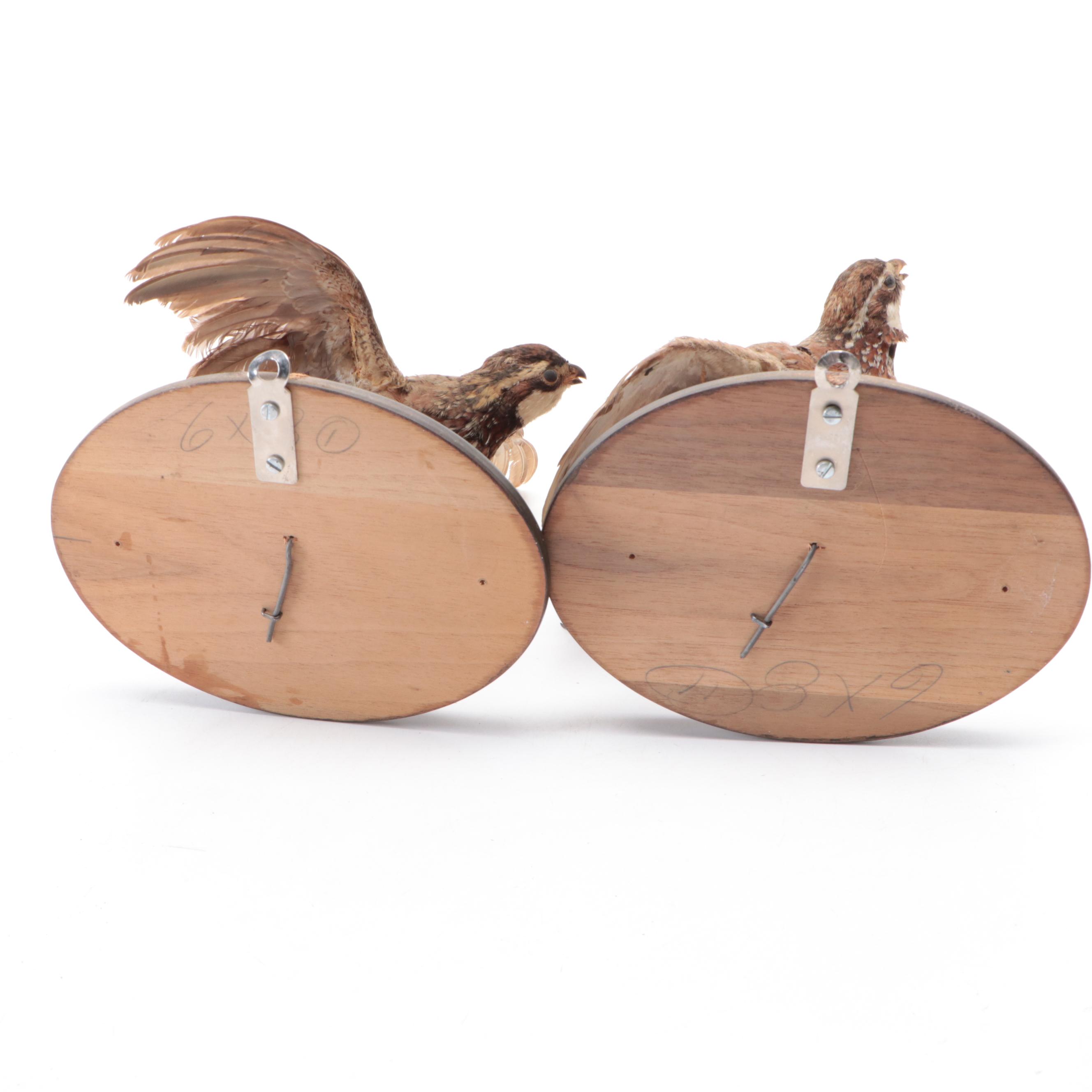 Pair of Taxidermy Northern Bobwhite Quail Full Body Mounts on Wooden Plaques