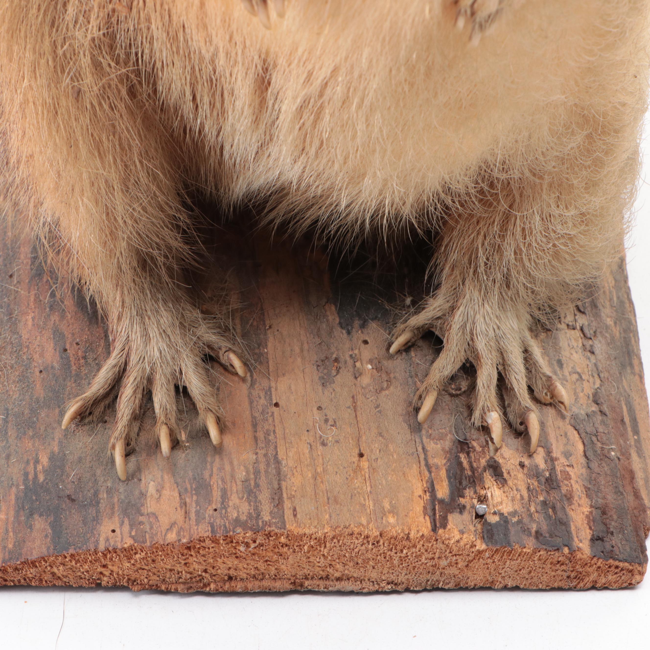 Taxidermy Woodchuck/Groundhog Full Body Mount