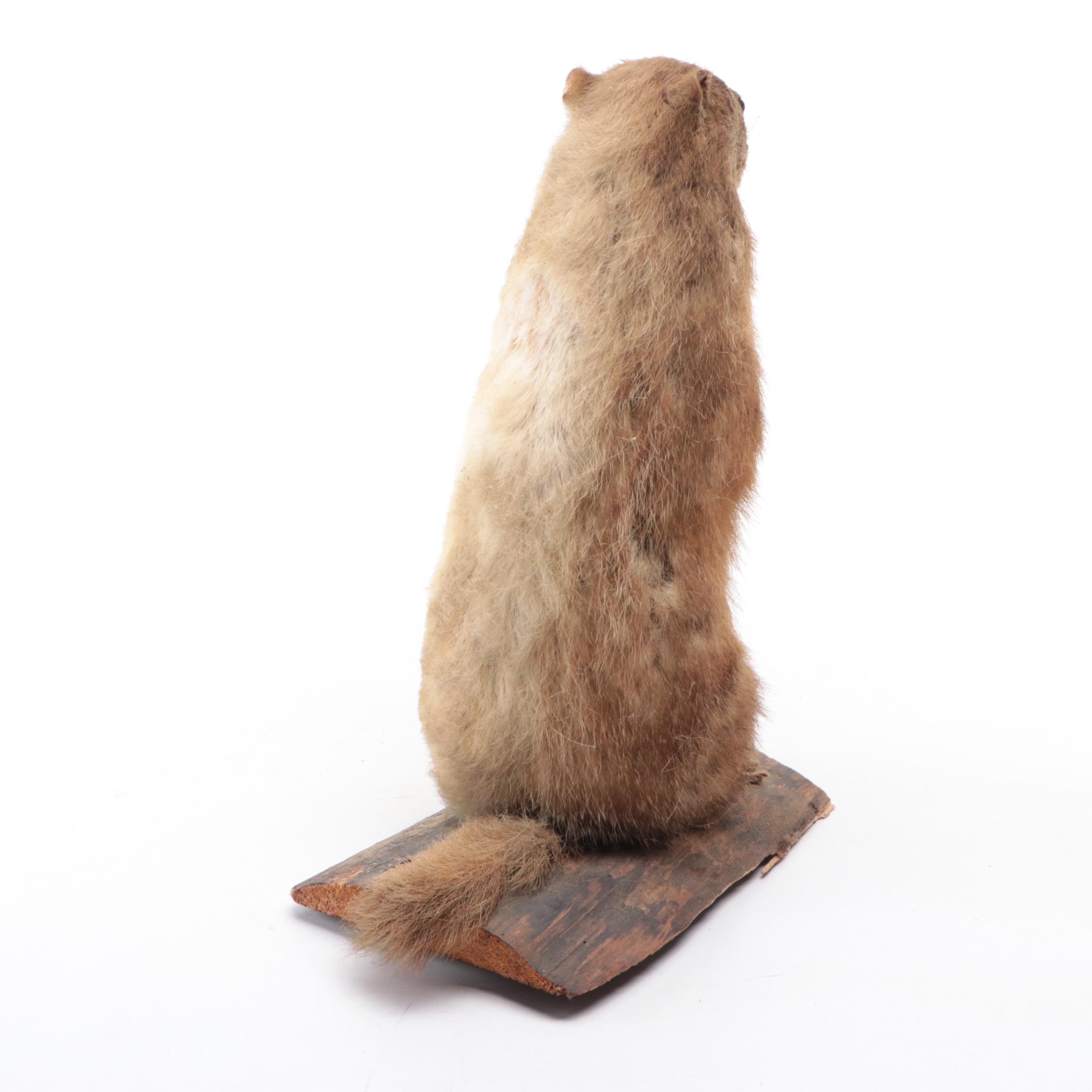 Taxidermy Woodchuck/Groundhog Full Body Mount