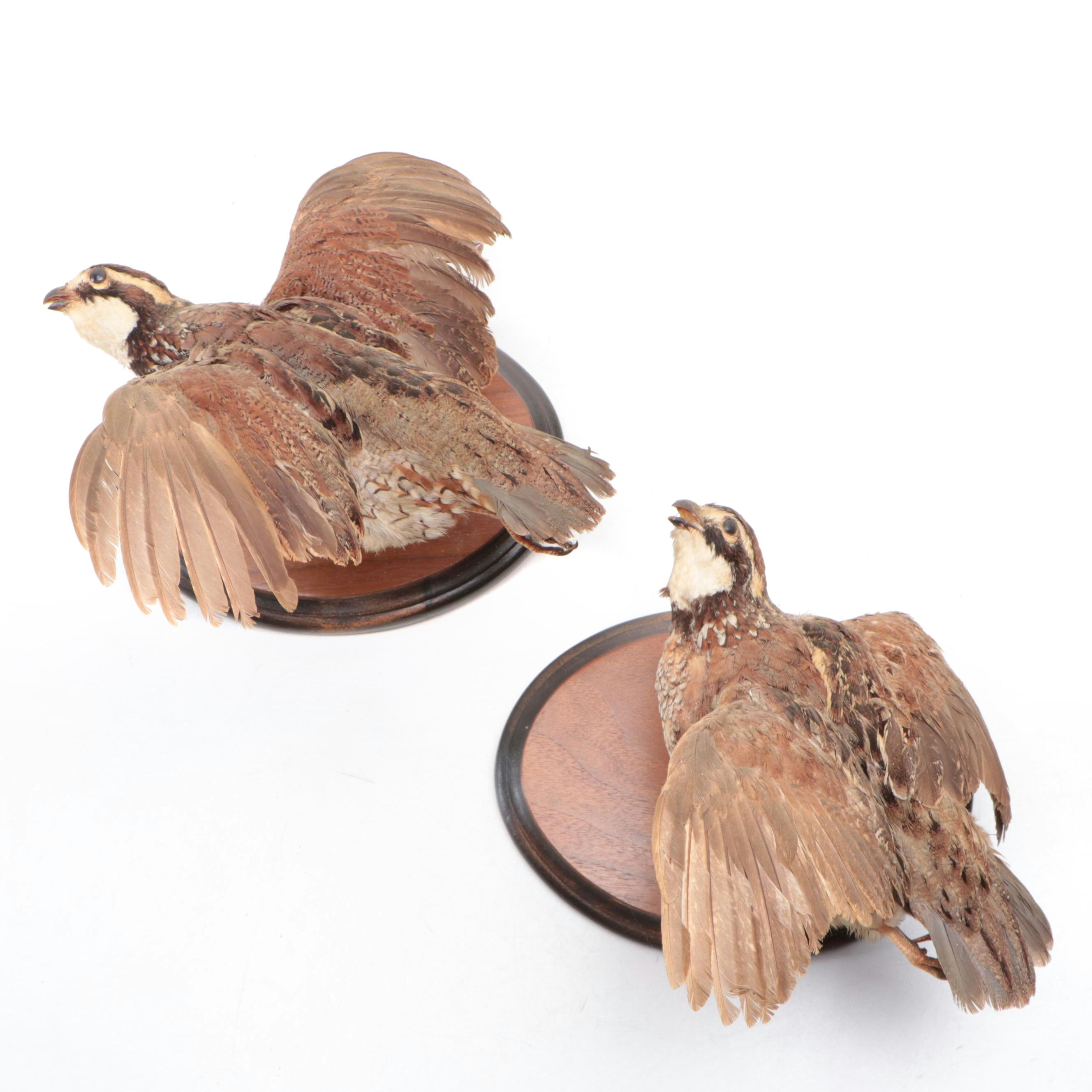Pair of Taxidermy Northern Bobwhite Quail Full Body Mounts on Wooden Plaques