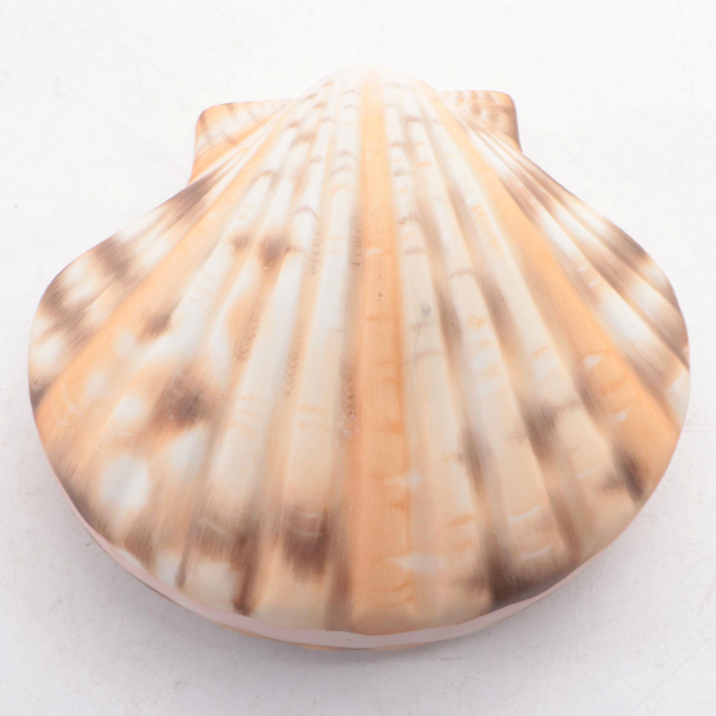 Herend Natural "Scallop Shell" Porcelain Figurine
