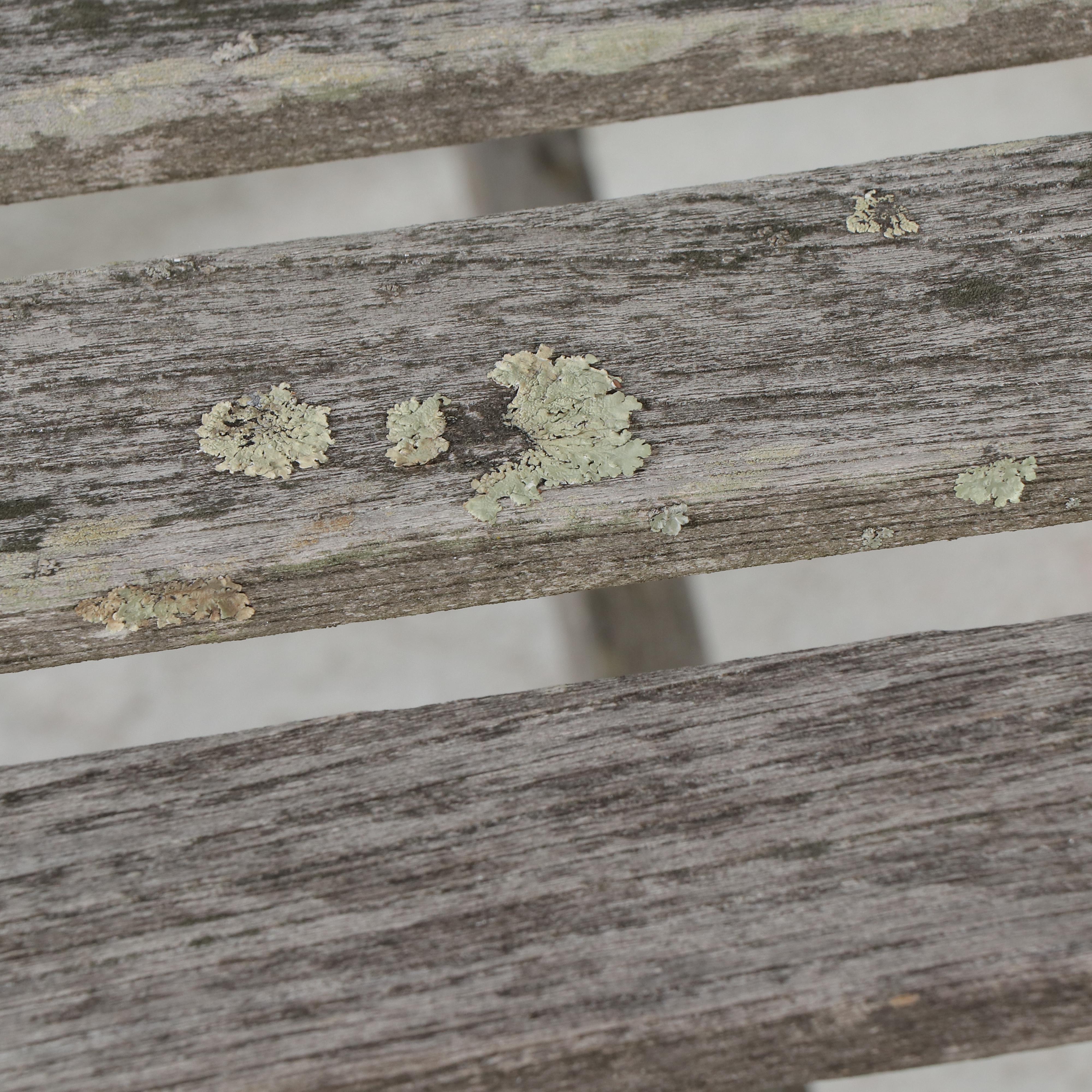 Weathered Teak Bench and Pair of Chaises