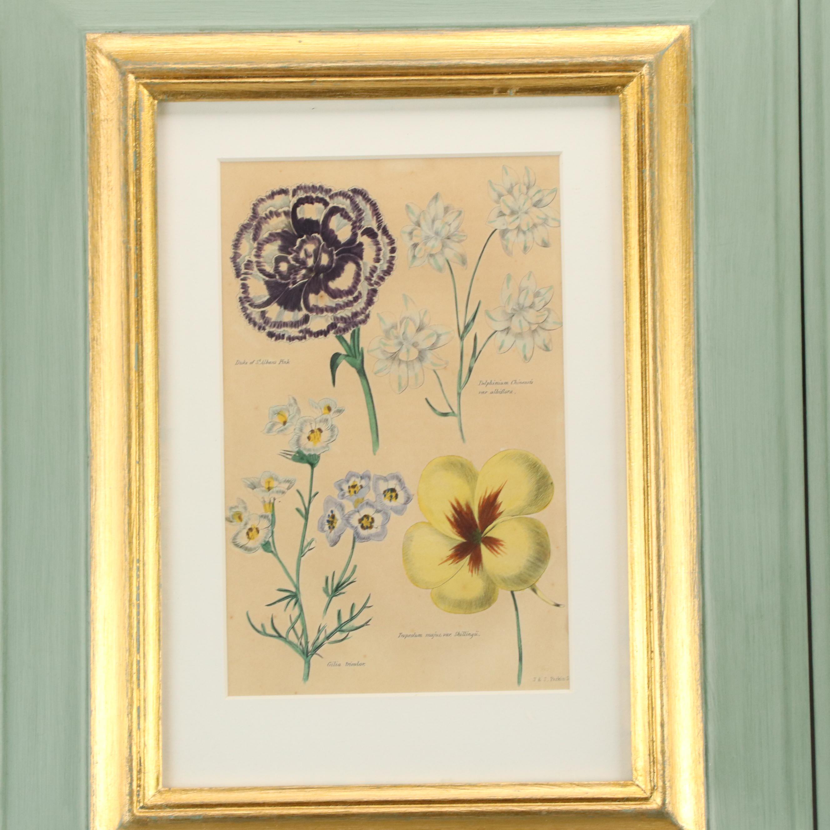 Hand-Colored Botanical Engravings, 19th Century or Earlier