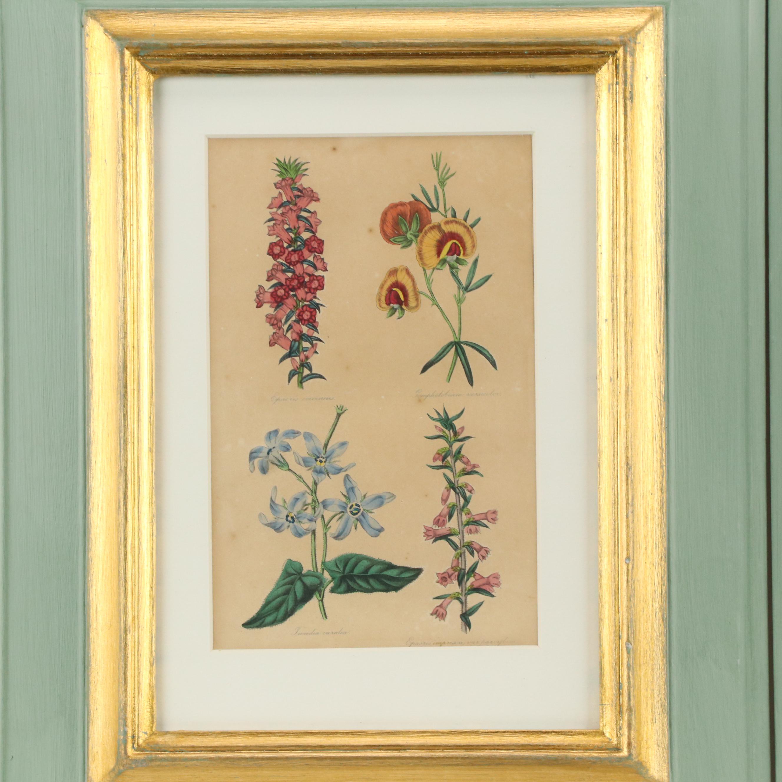 Hand-Colored Botanical Engravings, 19th Century or Earlier