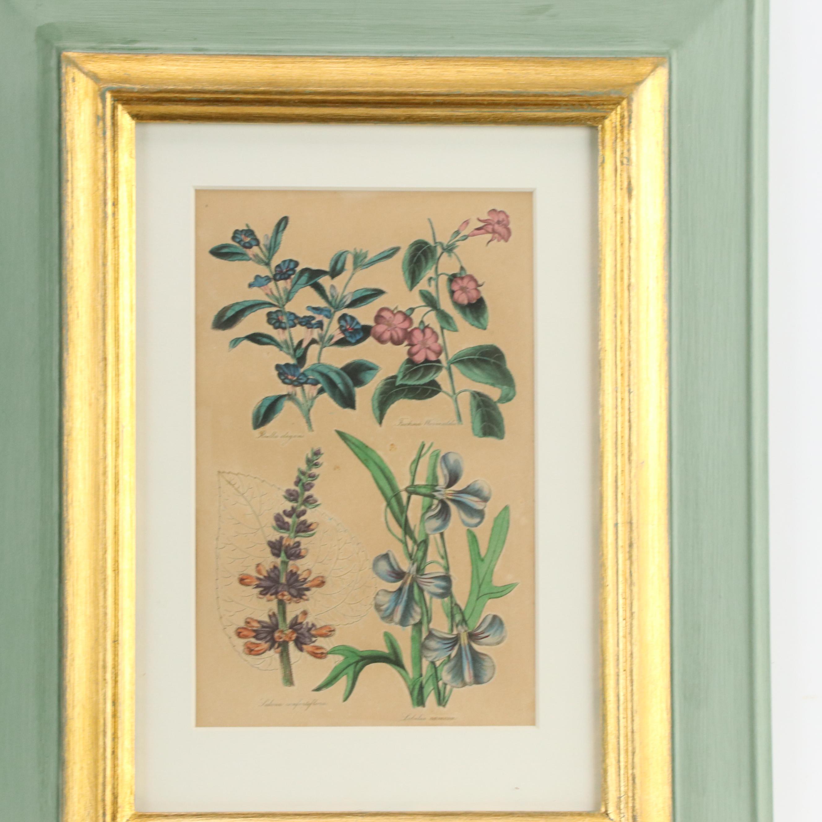 Hand-Colored Botanical Engravings, 19th Century or Earlier