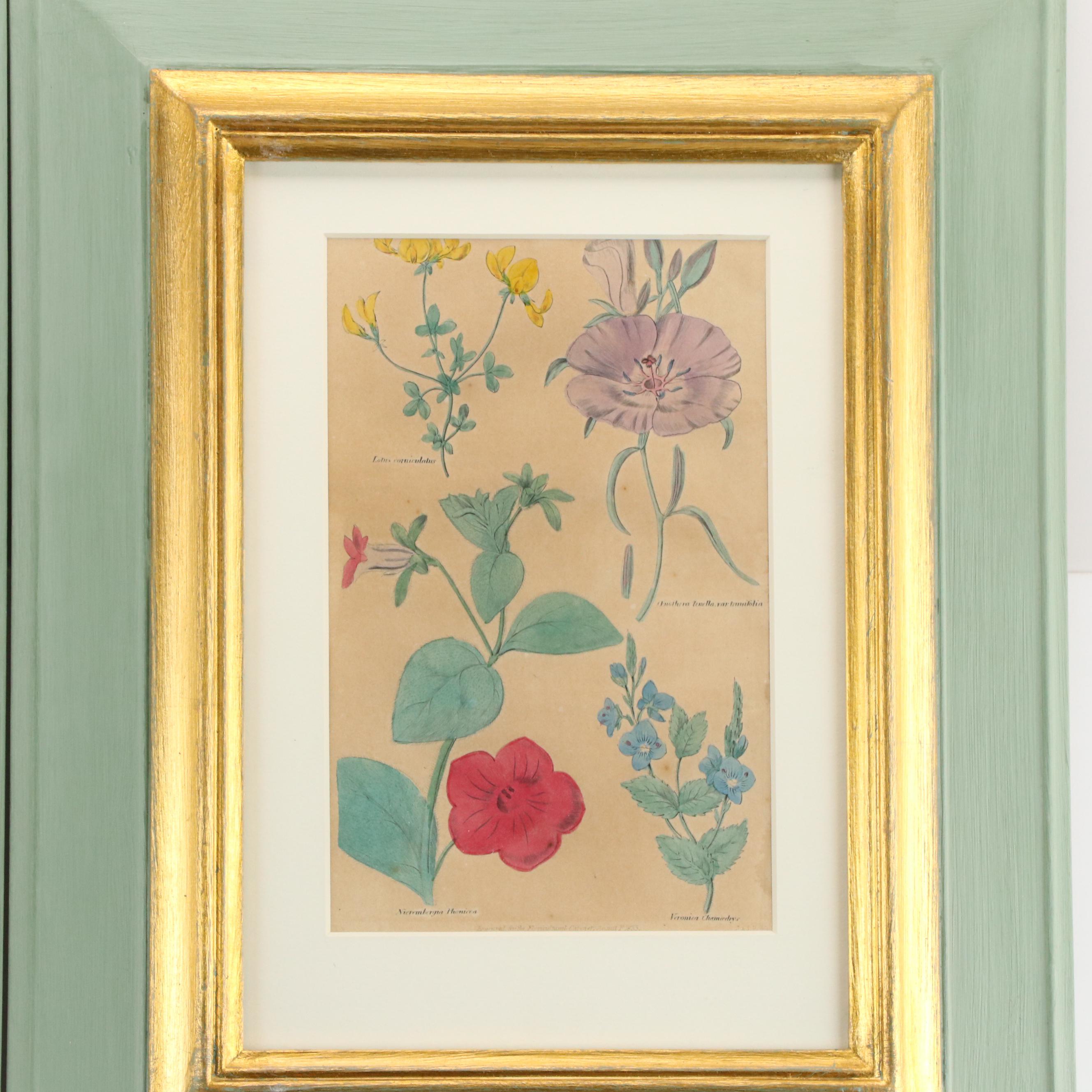 Hand-Colored Botanical Engravings, 19th Century or Earlier