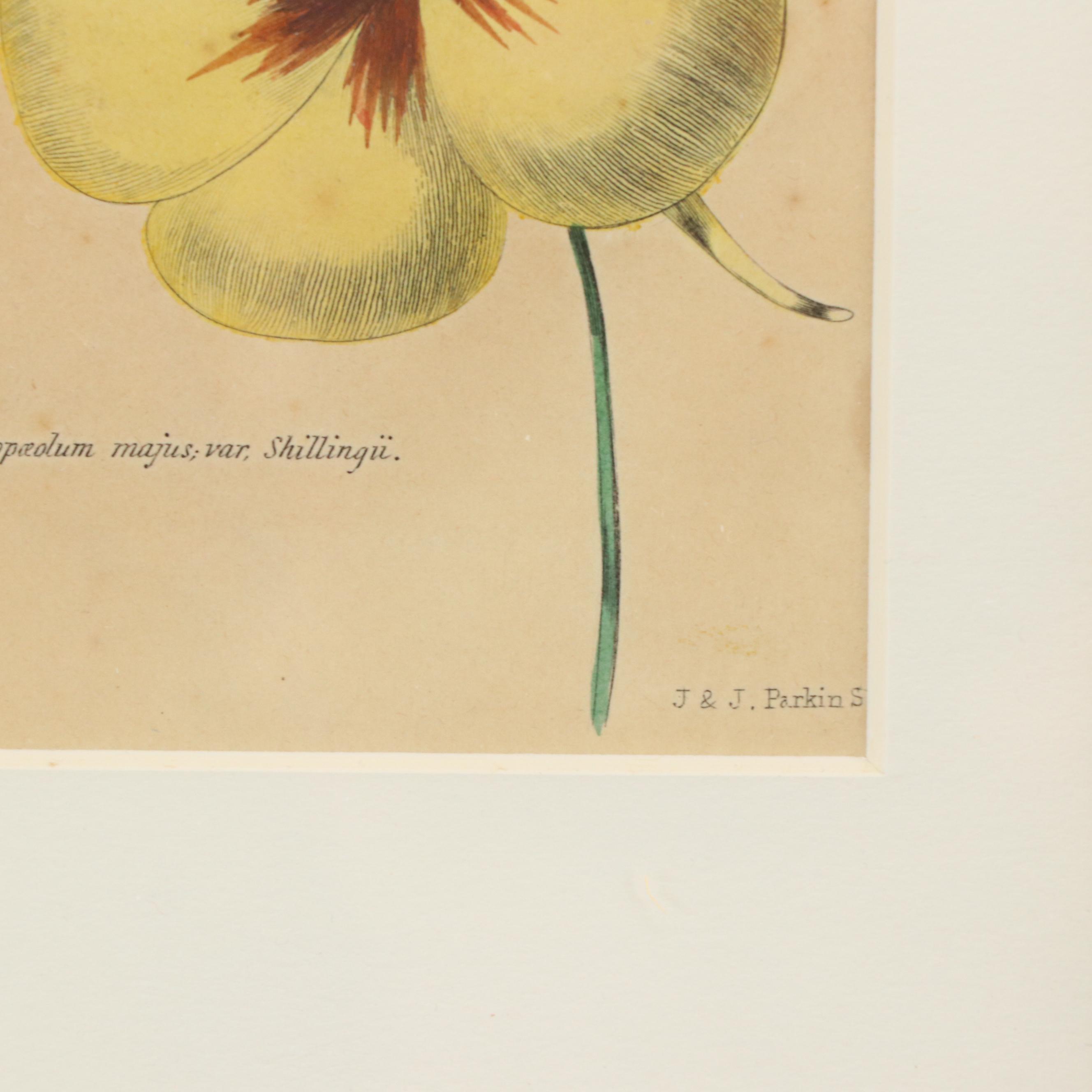 Hand-Colored Botanical Engravings, 19th Century or Earlier