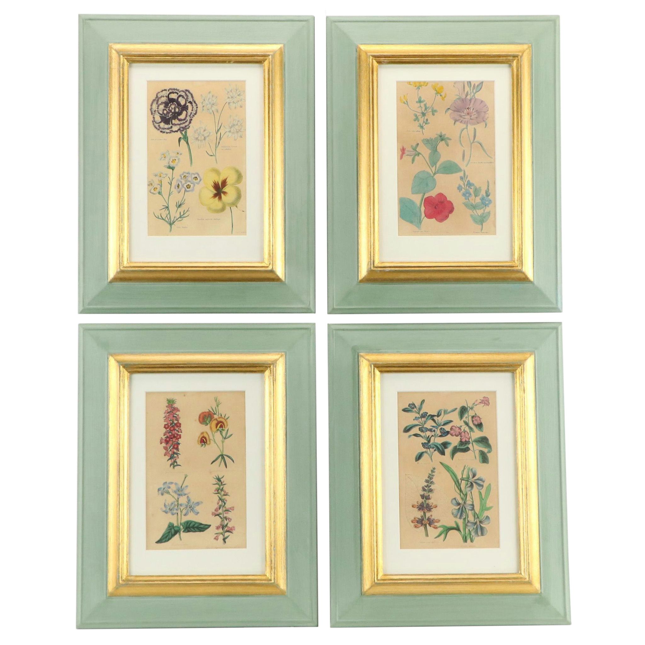 Hand-Colored Botanical Engravings, 19th Century or Earlier