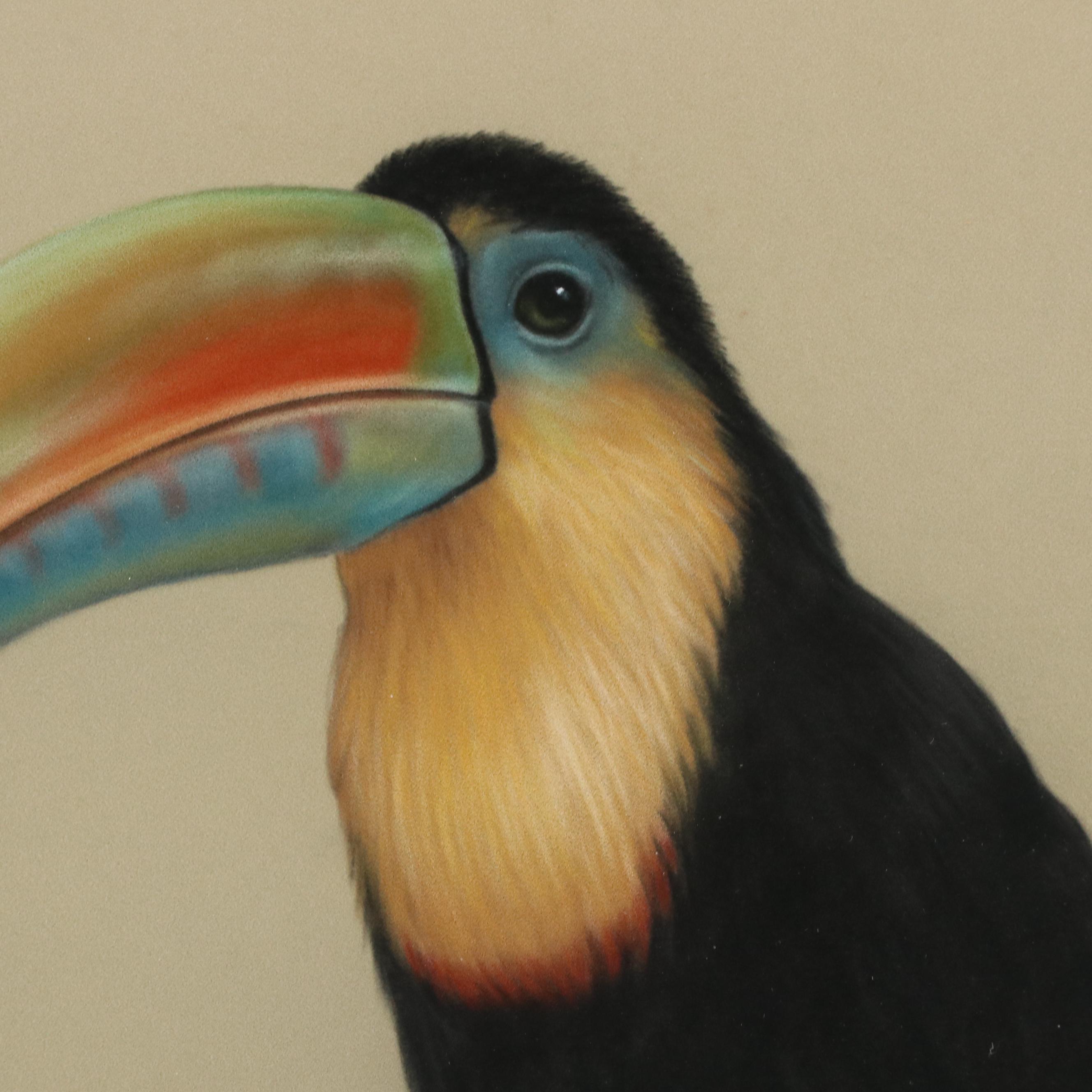 Harold Rigsby Chalk Pastel Drawing of Toucan