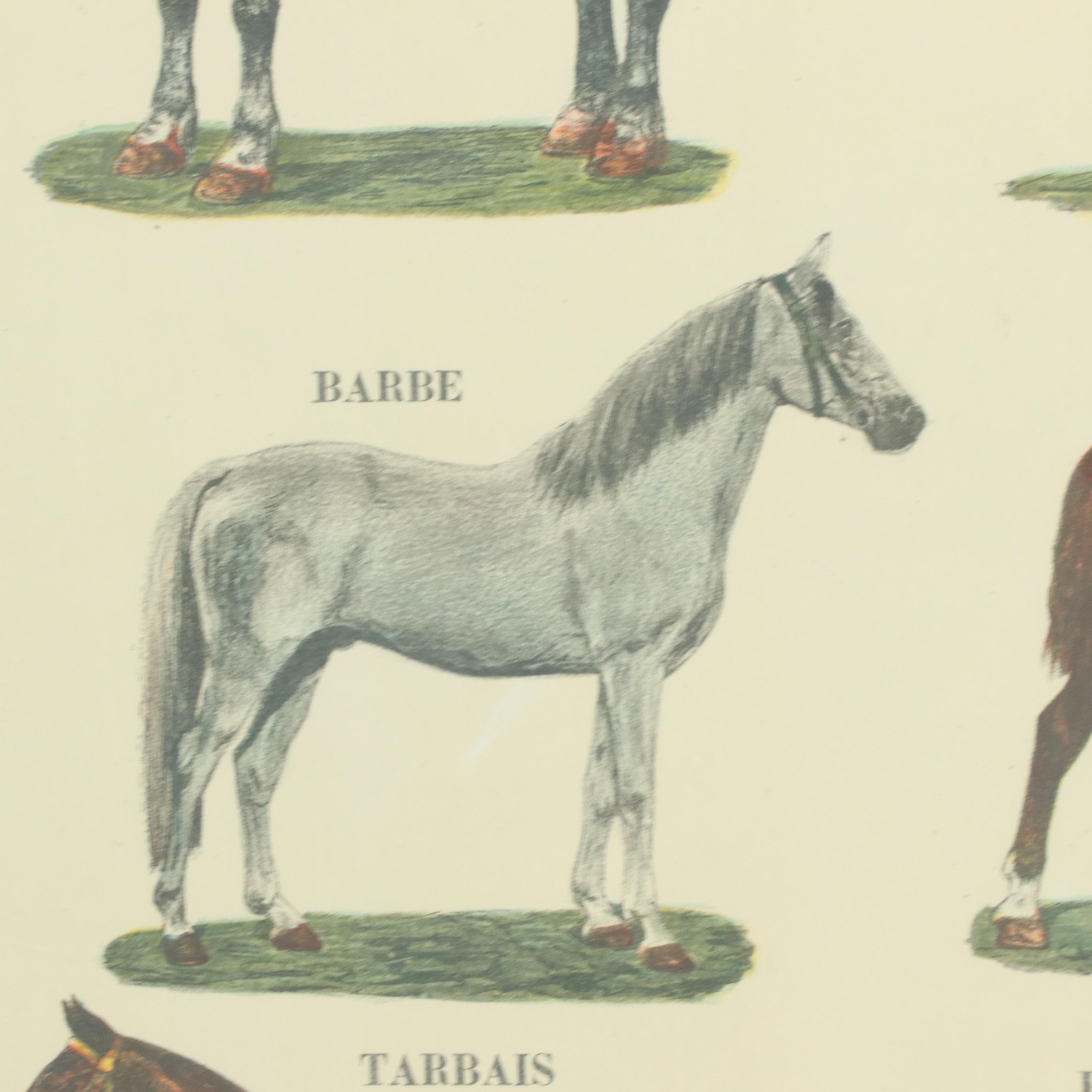 Emile Deyrolle "Les Animaux De La Ferme - Les Chevaux" Lithograph Poster, 1945