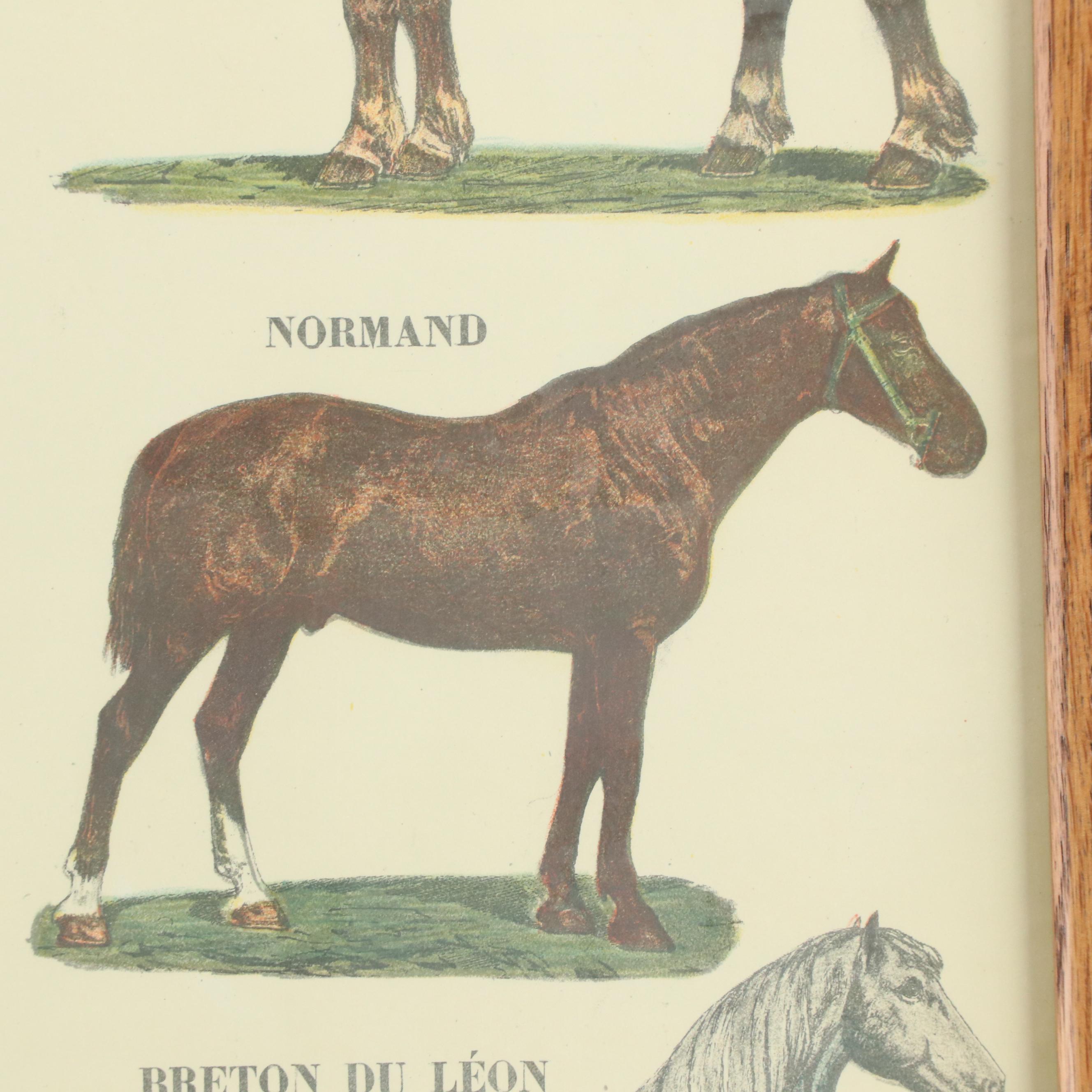 Emile Deyrolle "Les Animaux De La Ferme - Les Chevaux" Lithograph Poster, 1945