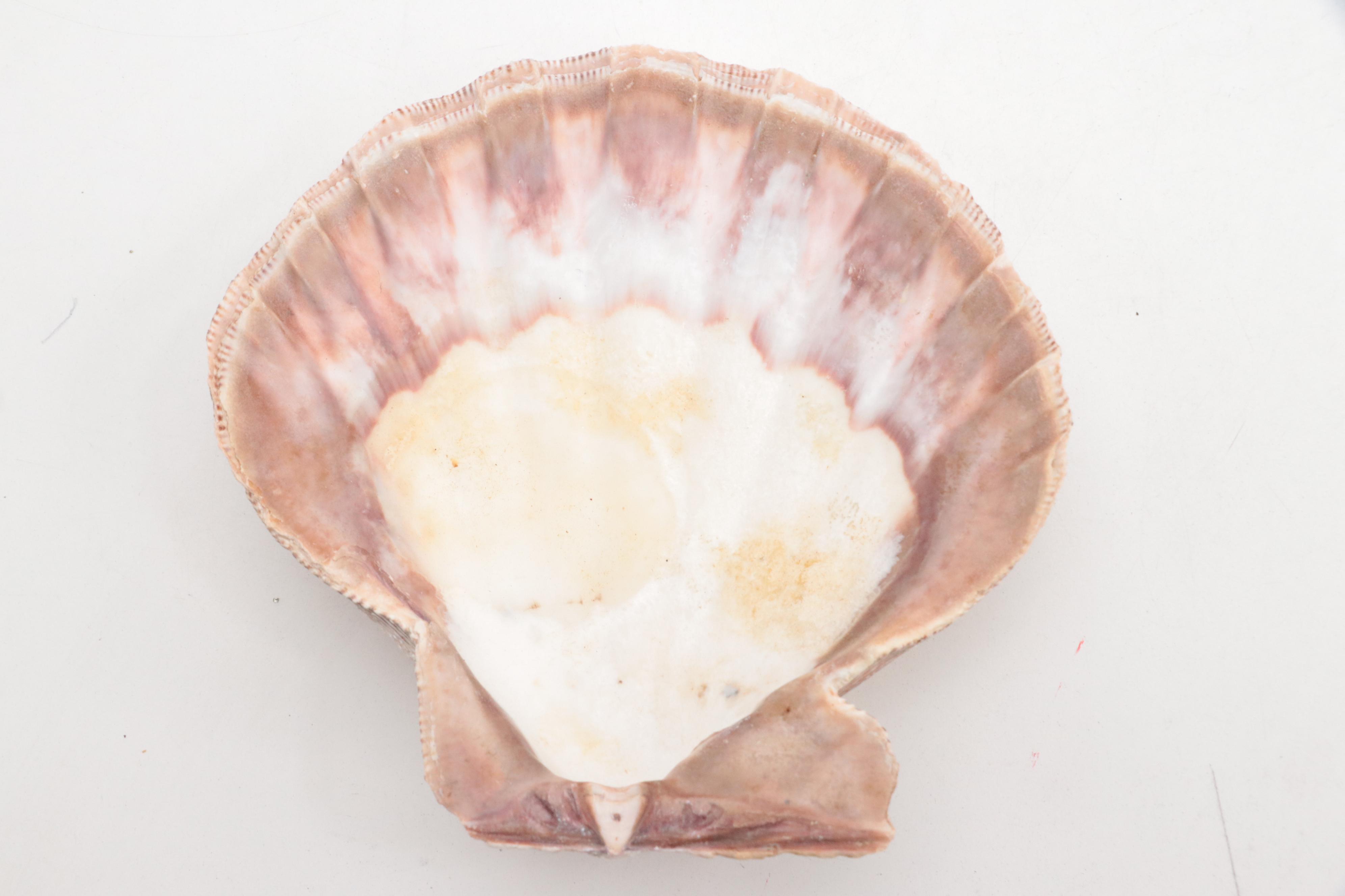 South African Art Pottery Seastar Wall Hangings with Clam Shell Décor