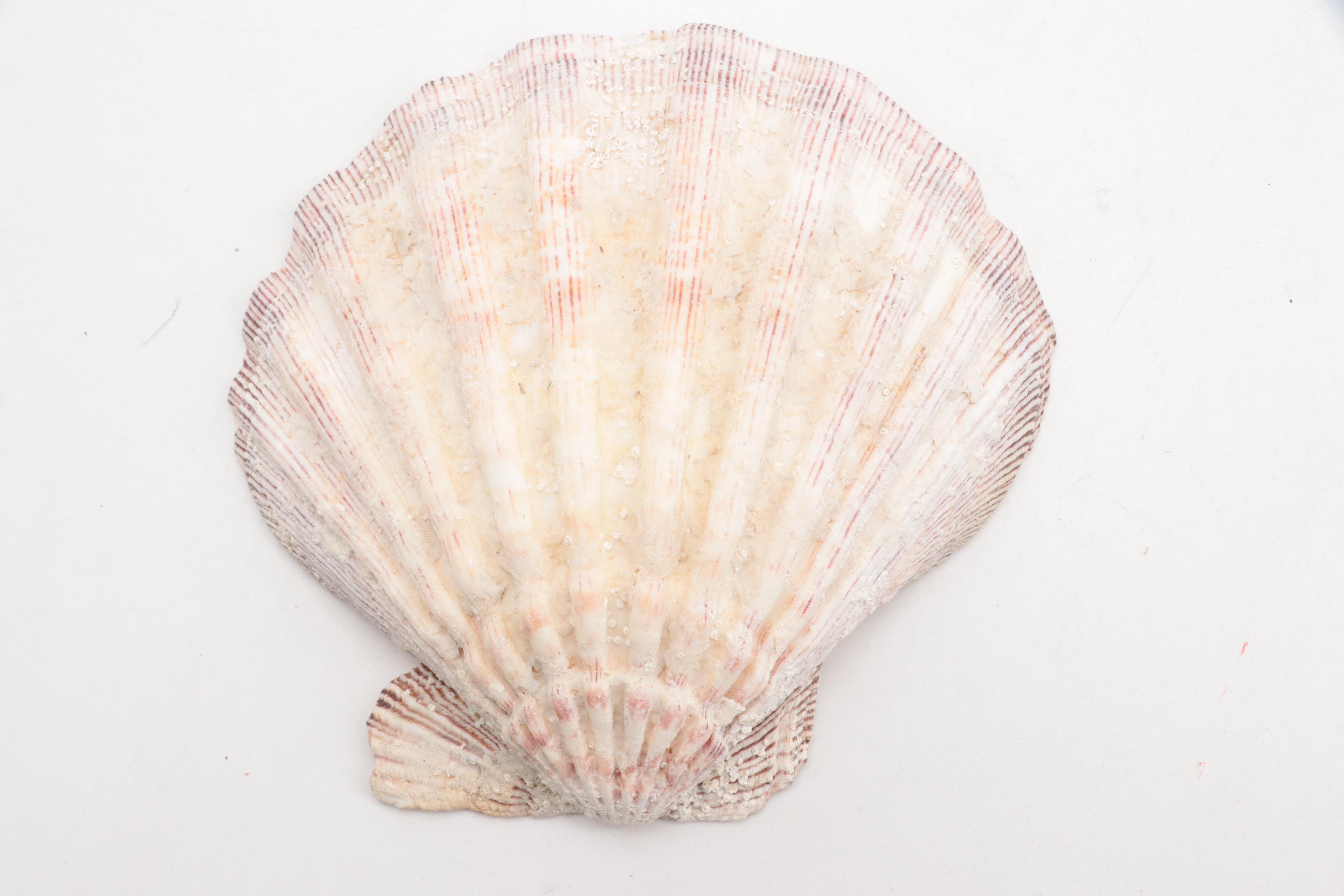 South African Art Pottery Seastar Wall Hangings with Clam Shell Décor