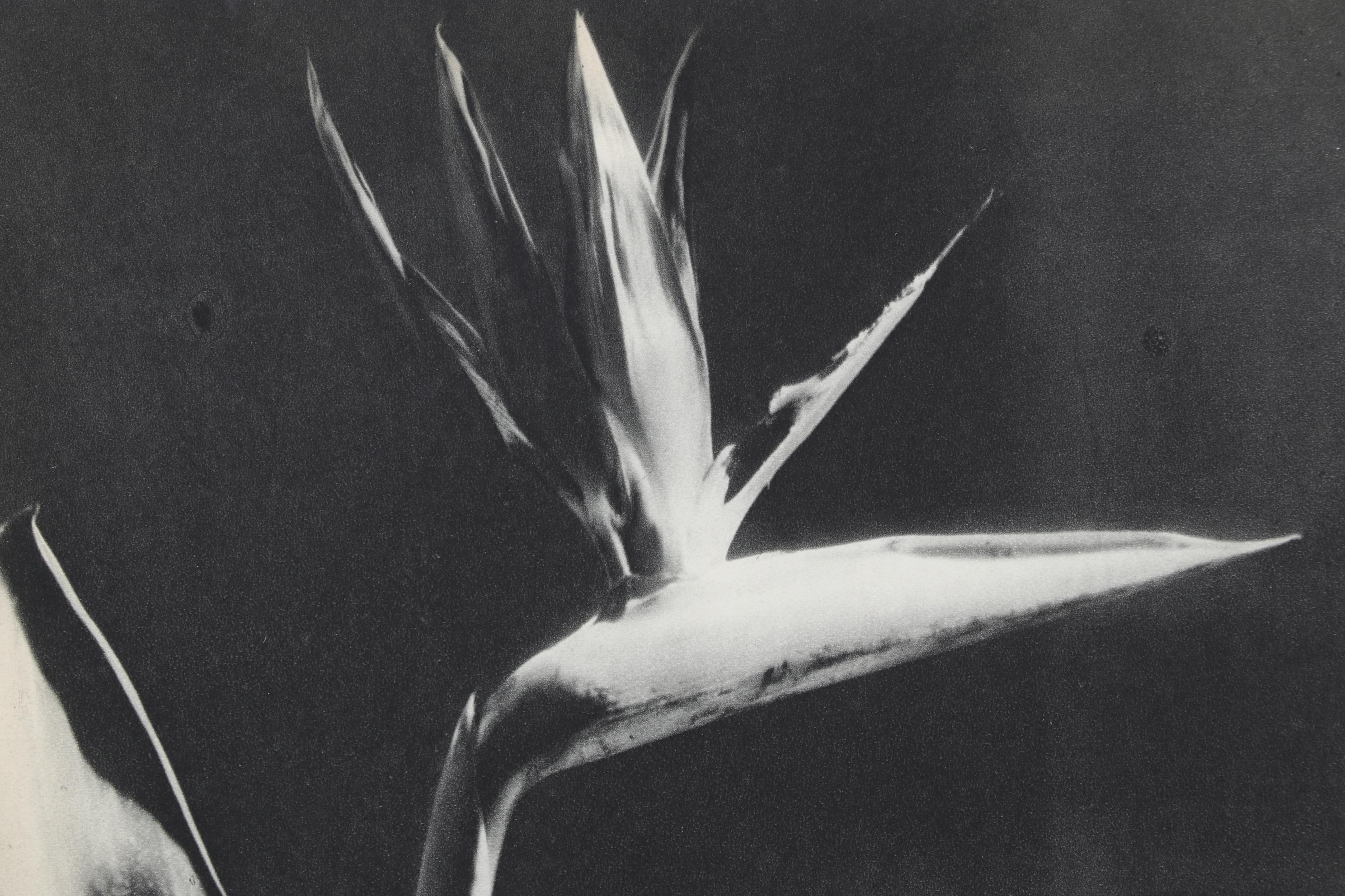 Man Ray Still Life Photogravure Of Bird of Paradise, 1934