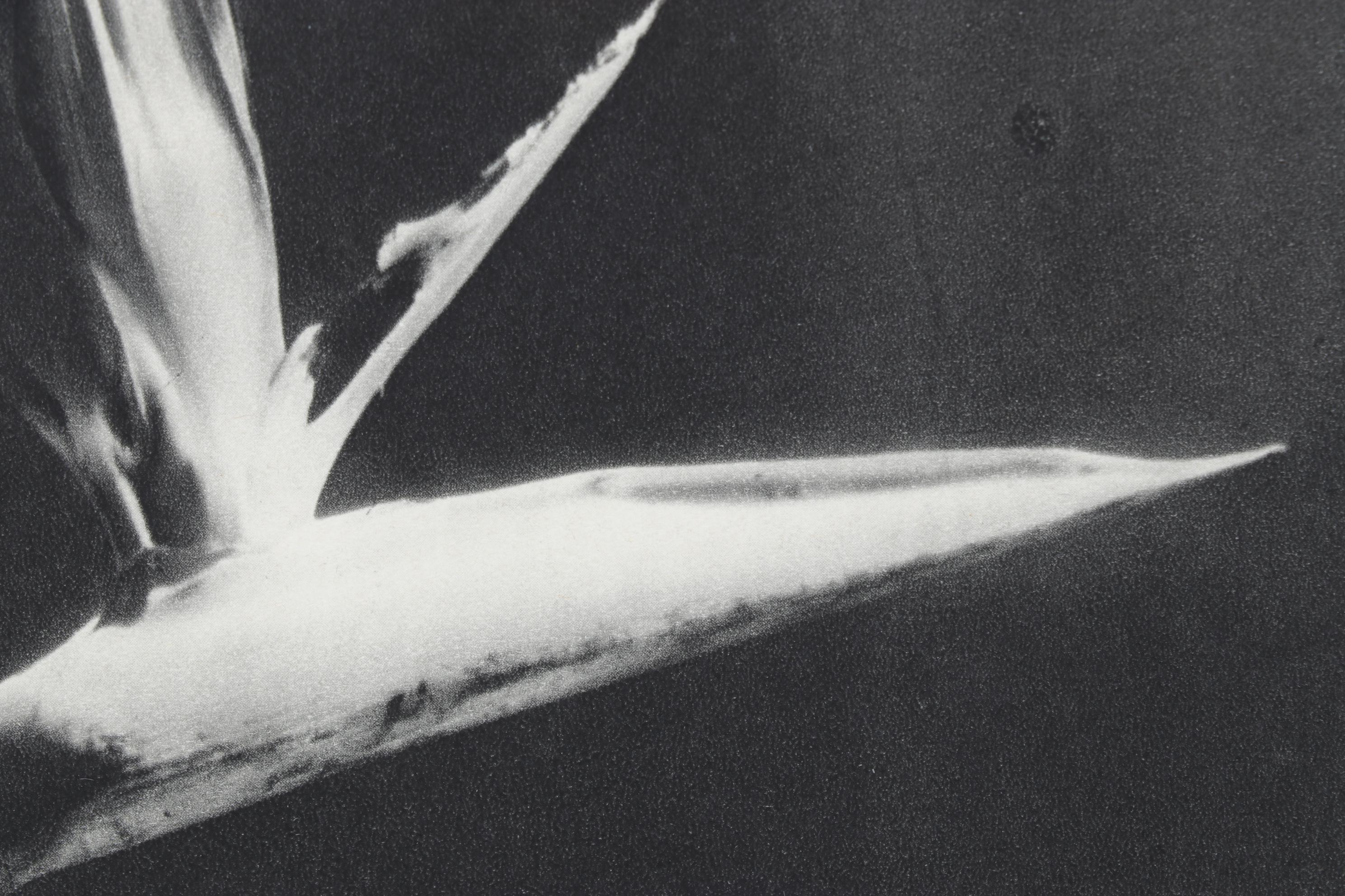 Man Ray Still Life Photogravure Of Bird of Paradise, 1934