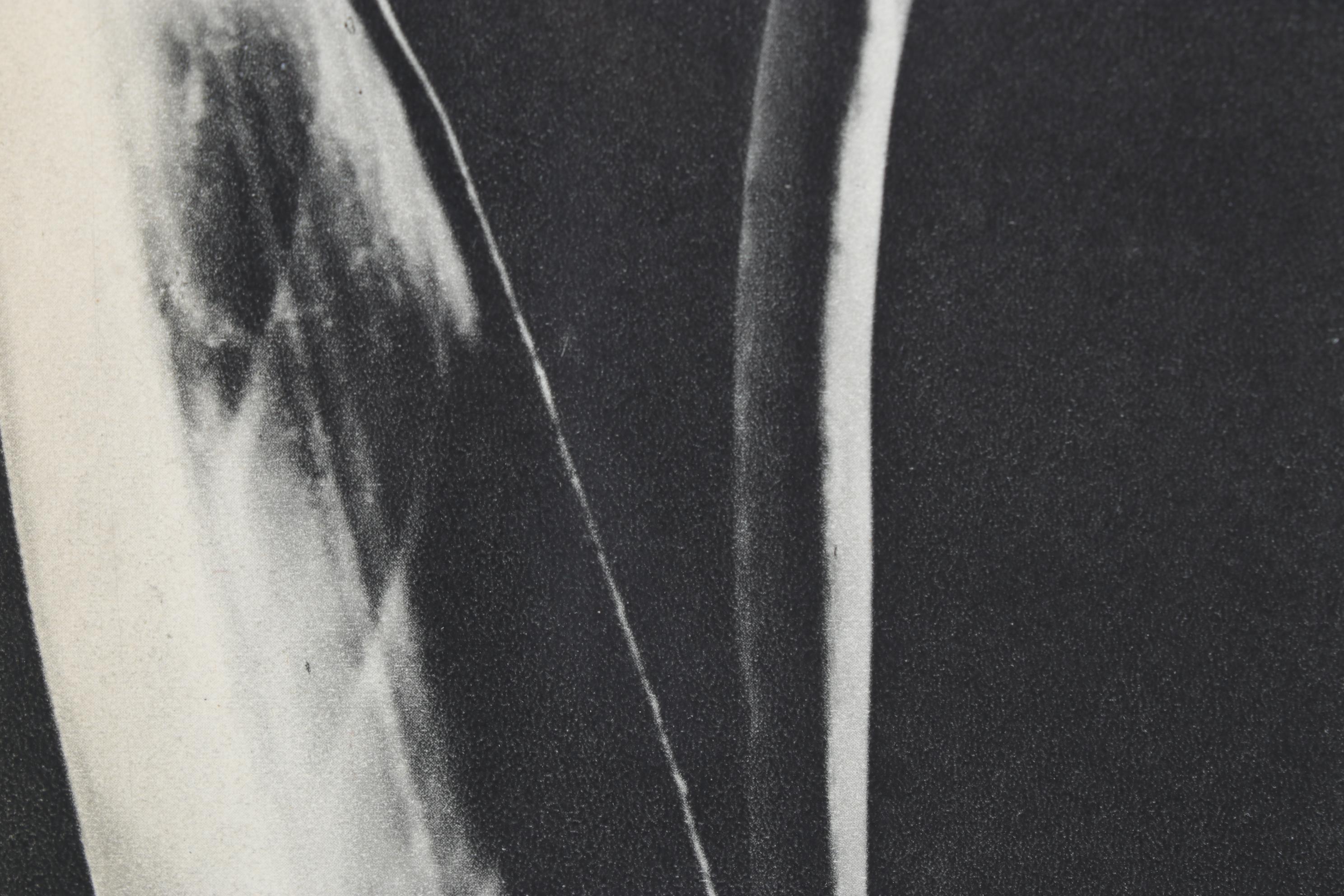 Man Ray Still Life Photogravure Of Bird of Paradise, 1934