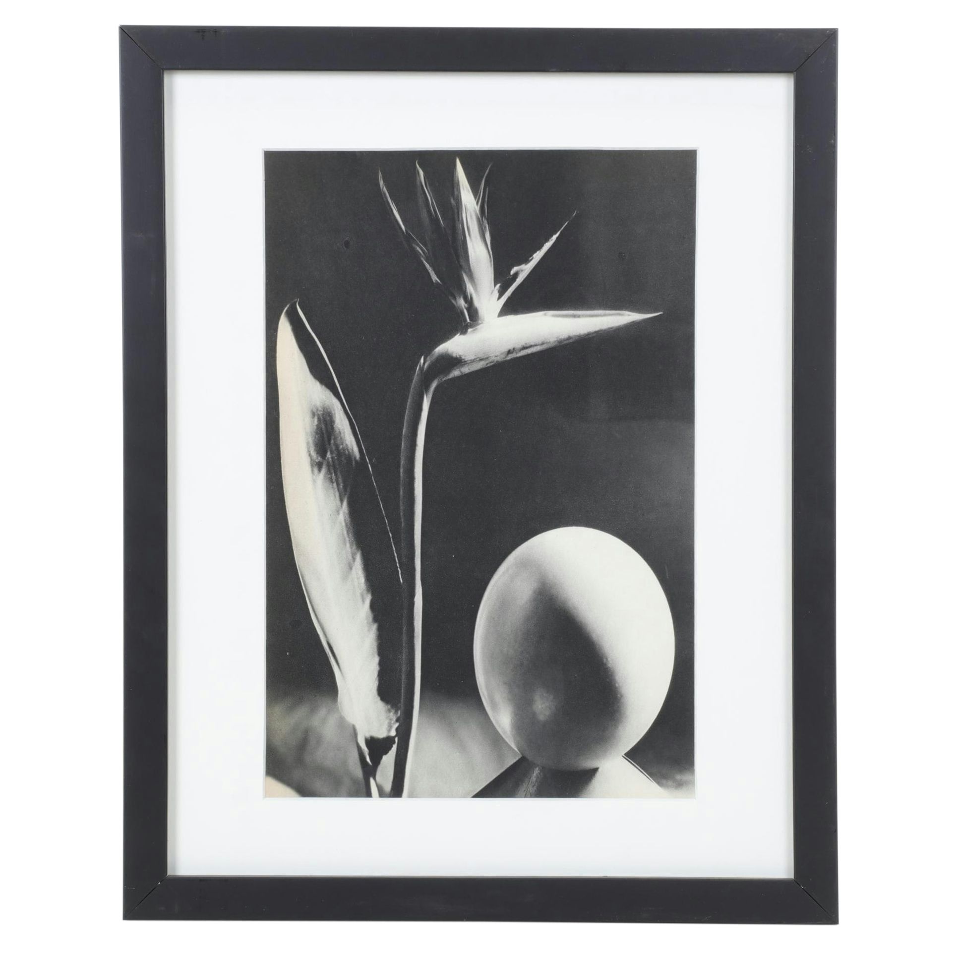 Man Ray Still Life Photogravure Of Bird of Paradise, 1934