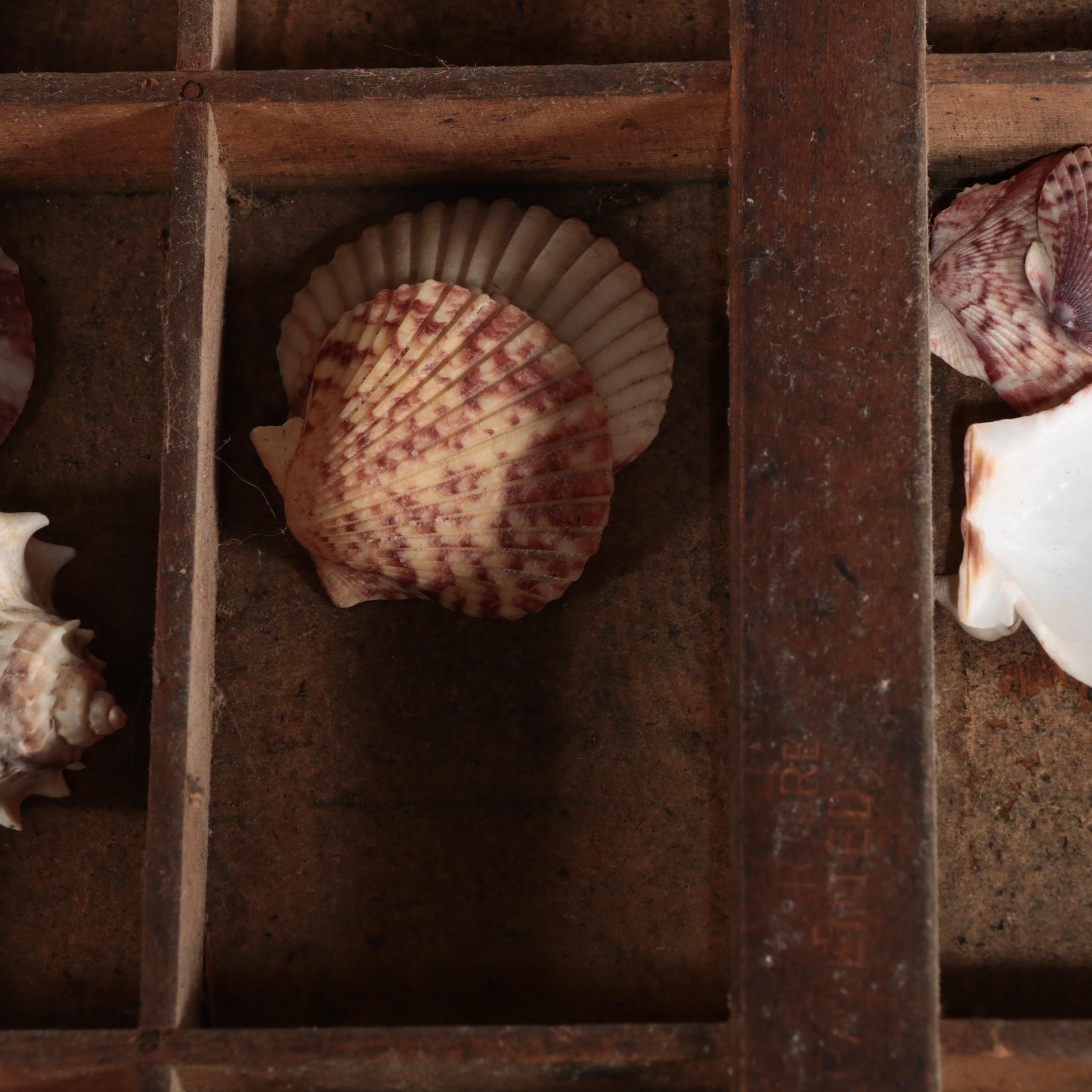 Scallops, Augers, Olive Shells, and More Shells in Wooden Letterpress Drawer