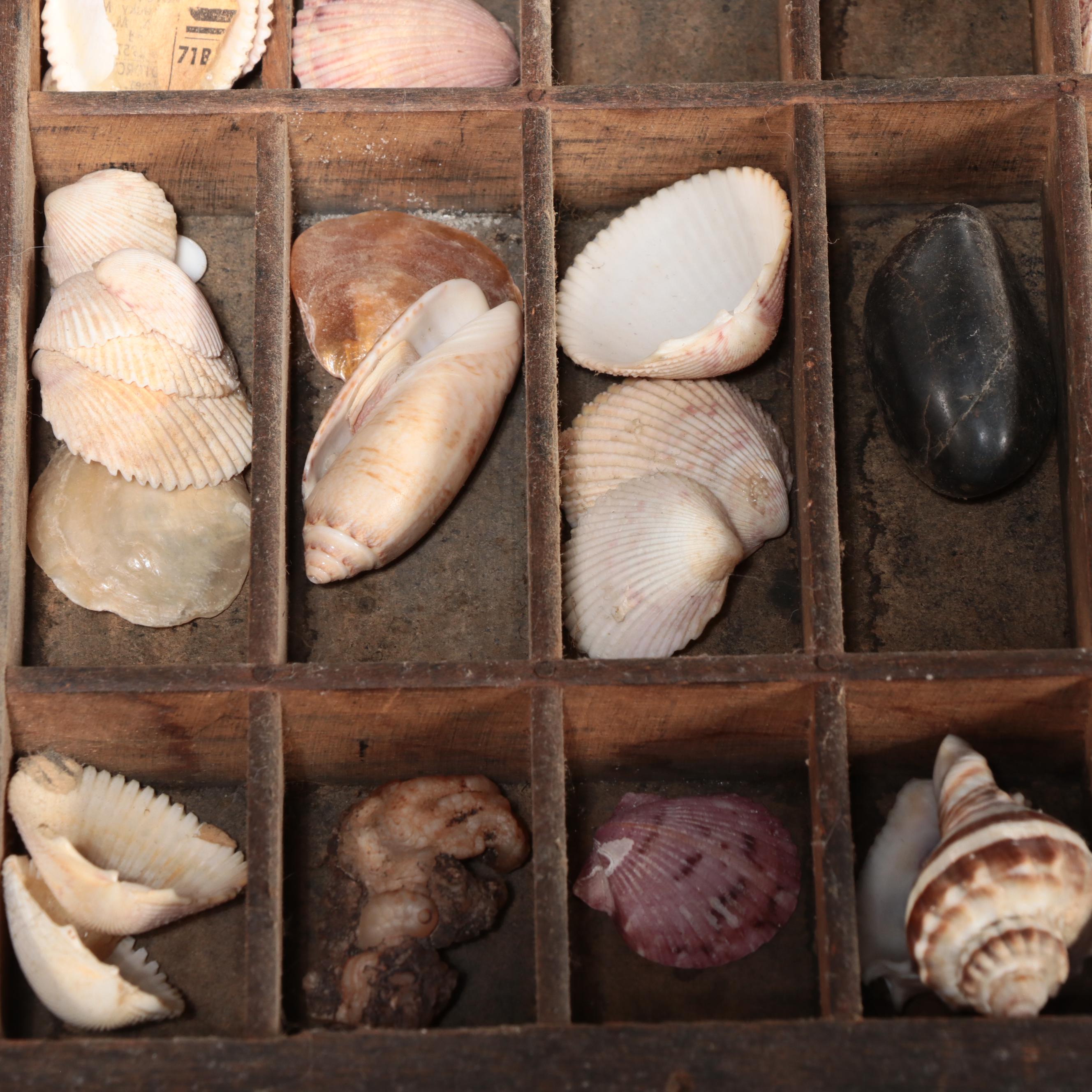 Scallops, Augers, Olive Shells, and More Shells in Wooden Letterpress Drawer