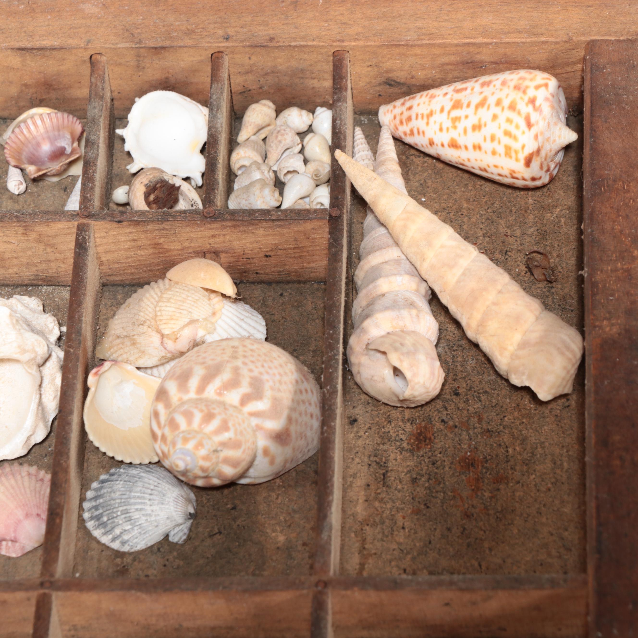 Scallops, Augers, Olive Shells, and More Shells in Wooden Letterpress Drawer